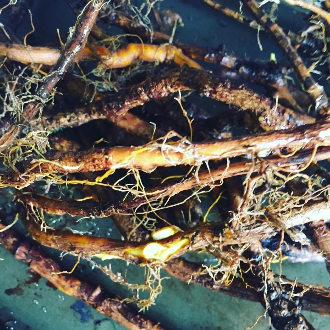 Oregon Grape Tincture Expected Re stock October 15