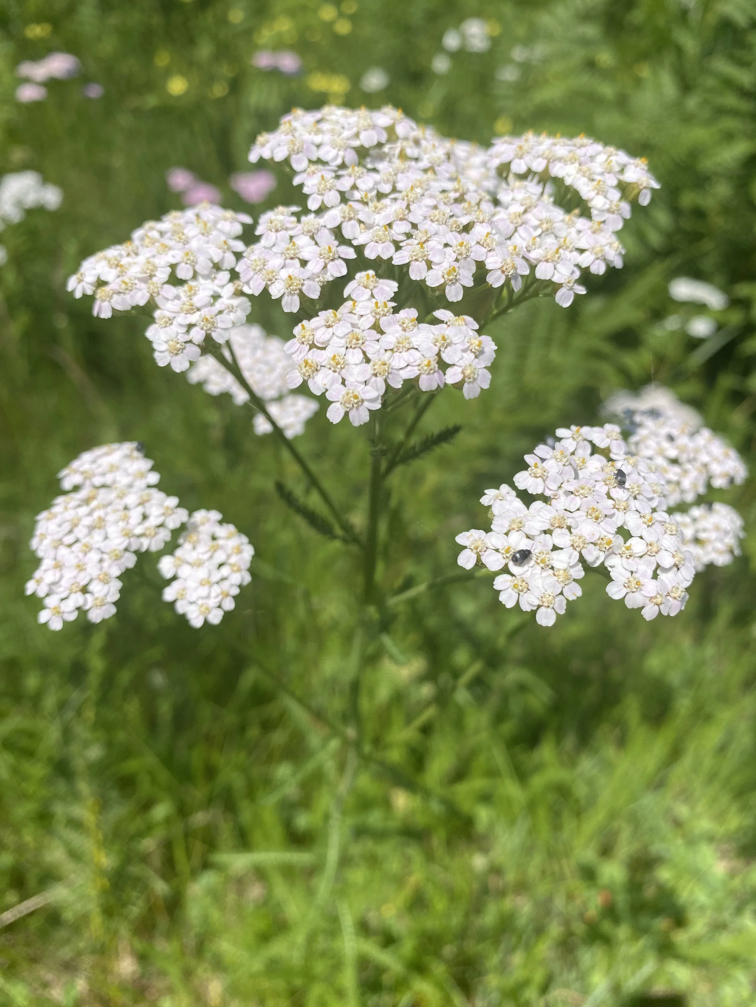 IMG_5192.jpeg