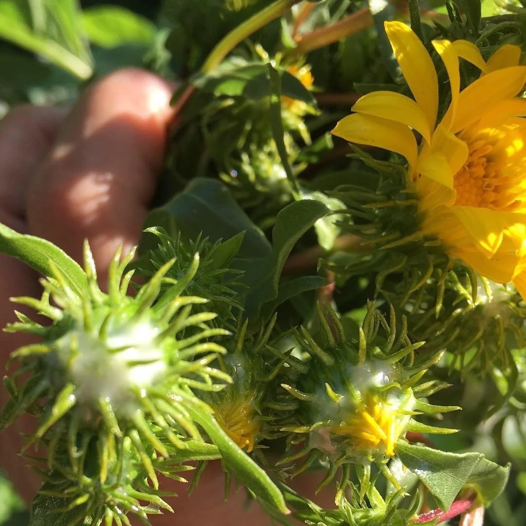 Wild Food Wild Medicine 4 Week Herbal Intensive- JUNE