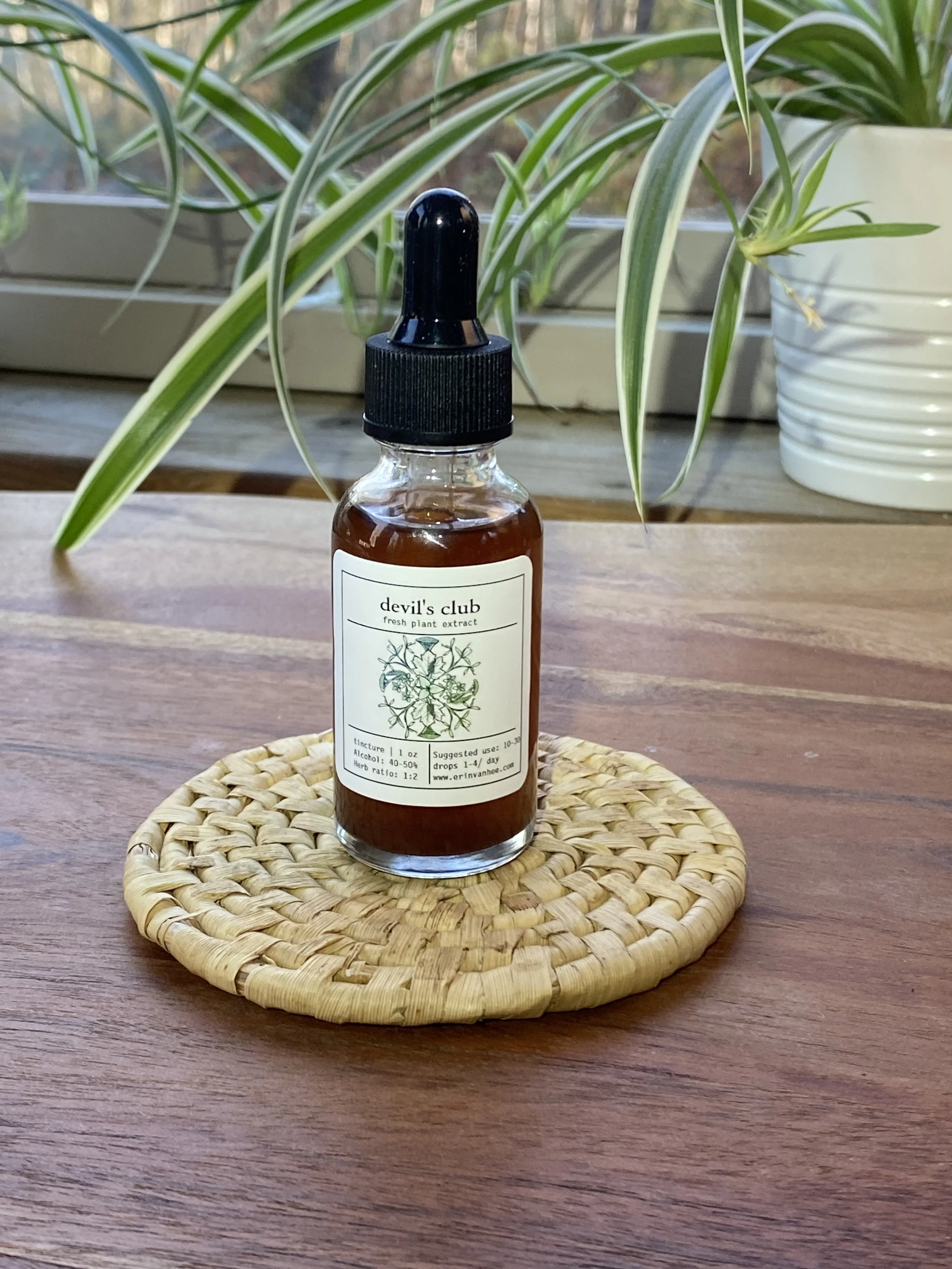 1 oz. Devil's Club Tincture