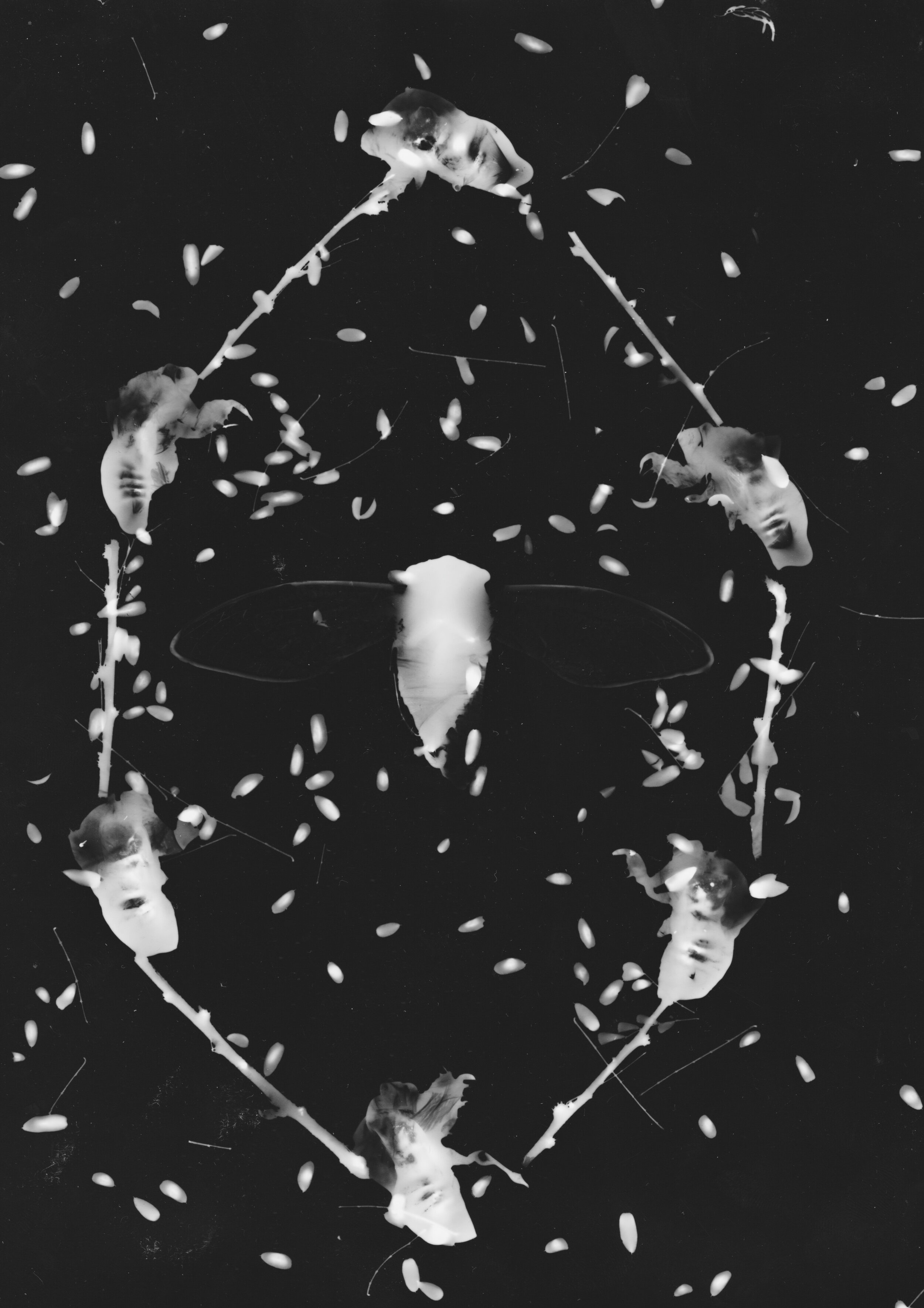    Cycles,   2019  Photogram on silver gelatin paper of cicada exoskeletons collected in Chimayo, NM 
