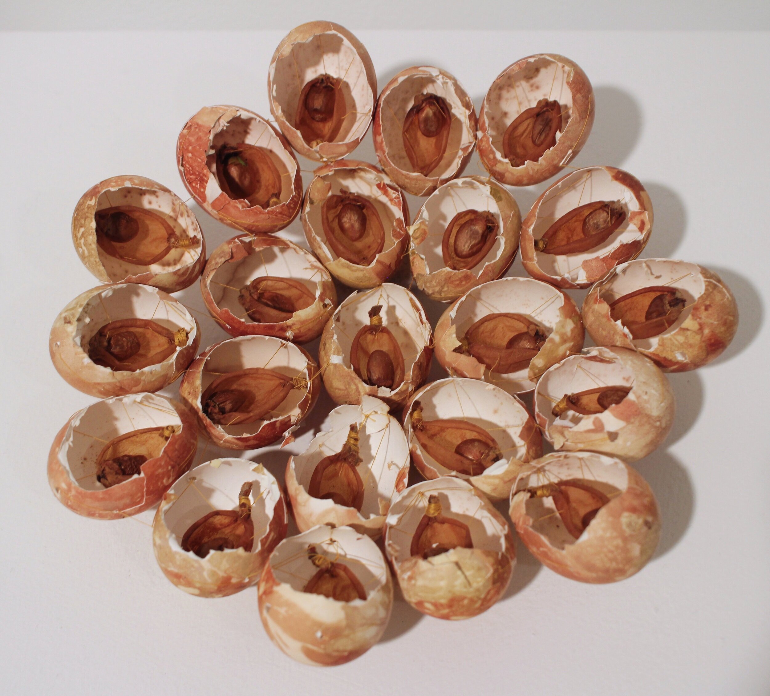    Semiyas,   2020  Bundle dyed egg shells, nispero fruit skin and seeds, thread  The nispero fruit was harvested from the tree that my grandfather planted at my childhood home. I excavated the fruit to leave just the seeds and skin to dry in the sun