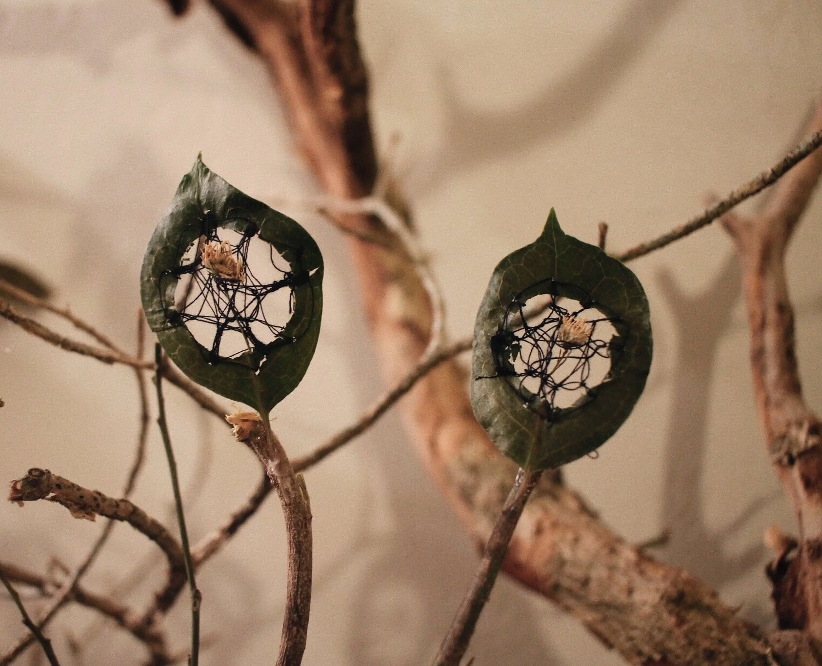    Pajarito,   2019  Gumbo limbo leaves, my grandmother’s thread, dried daisies  