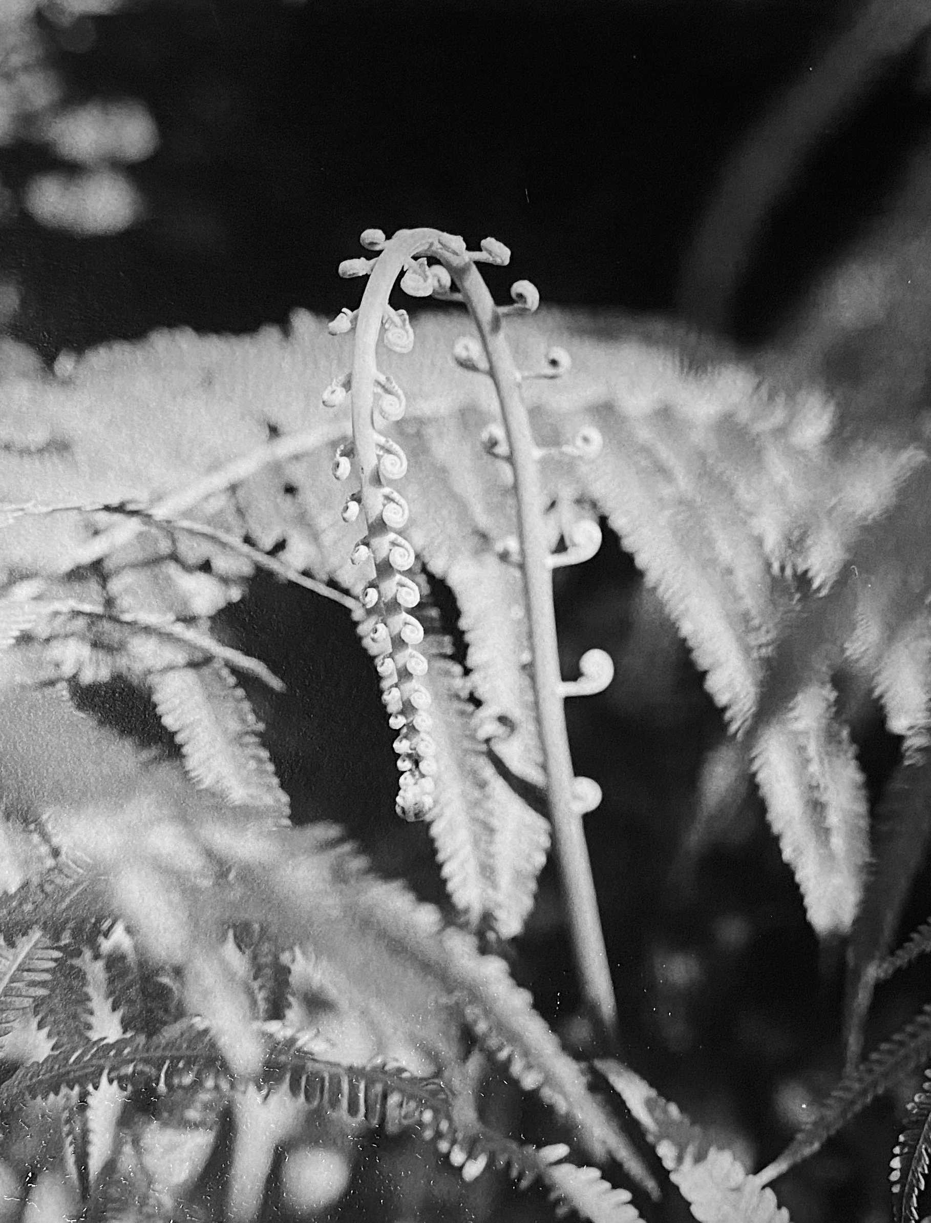 Fern.jpeg