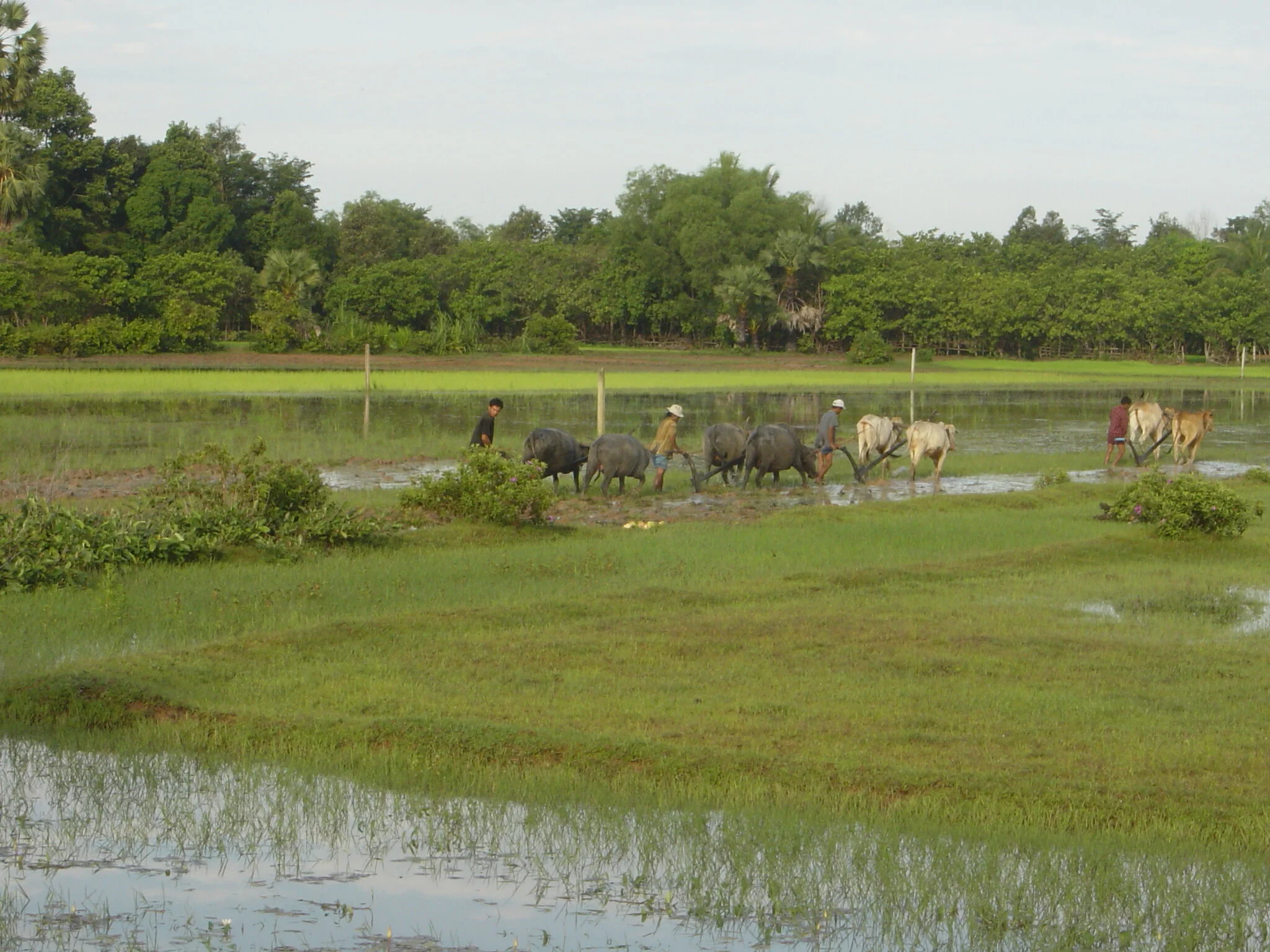cambodia 1.jpg