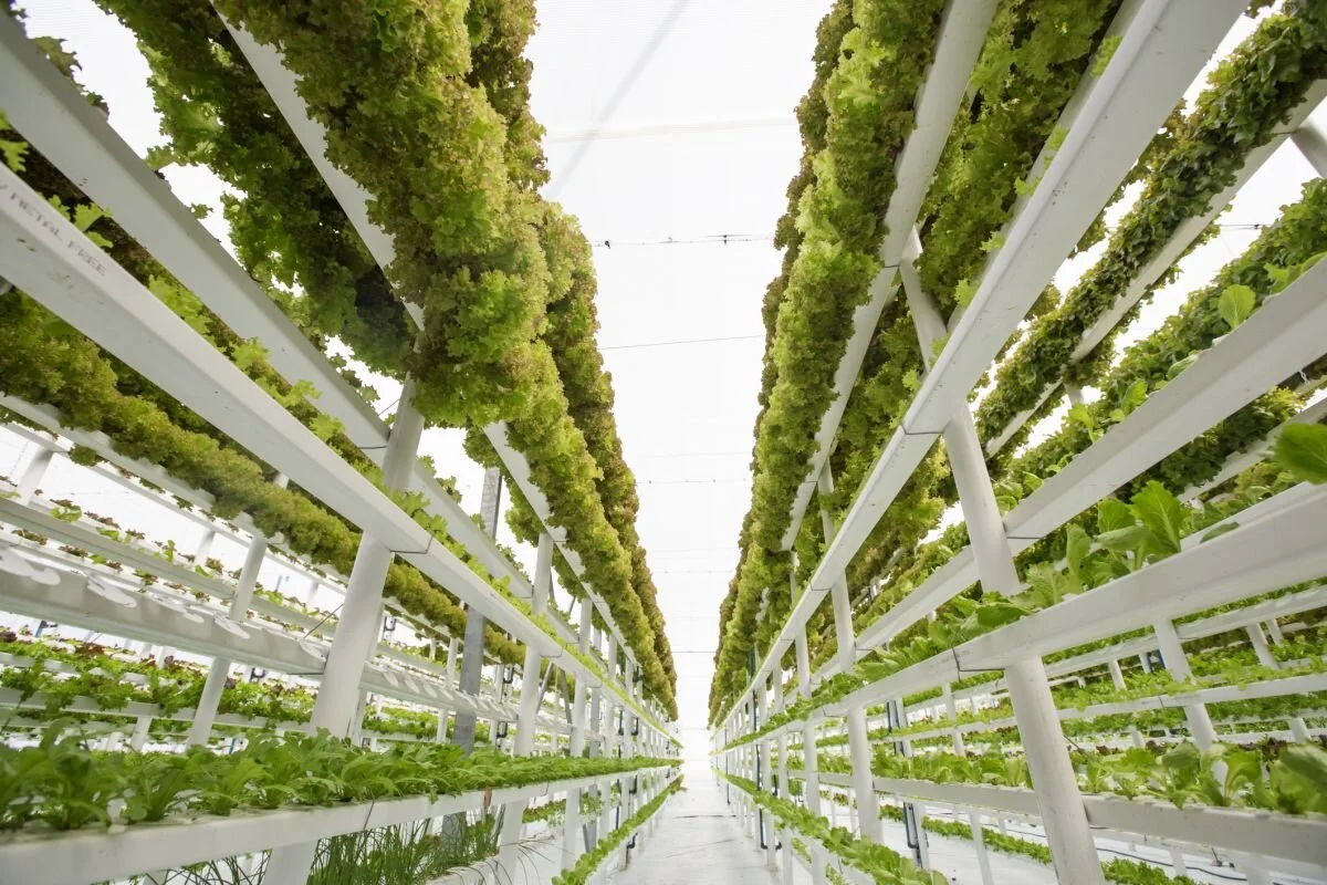 Upwards, not Outwards: The Potential of Vertical Farming