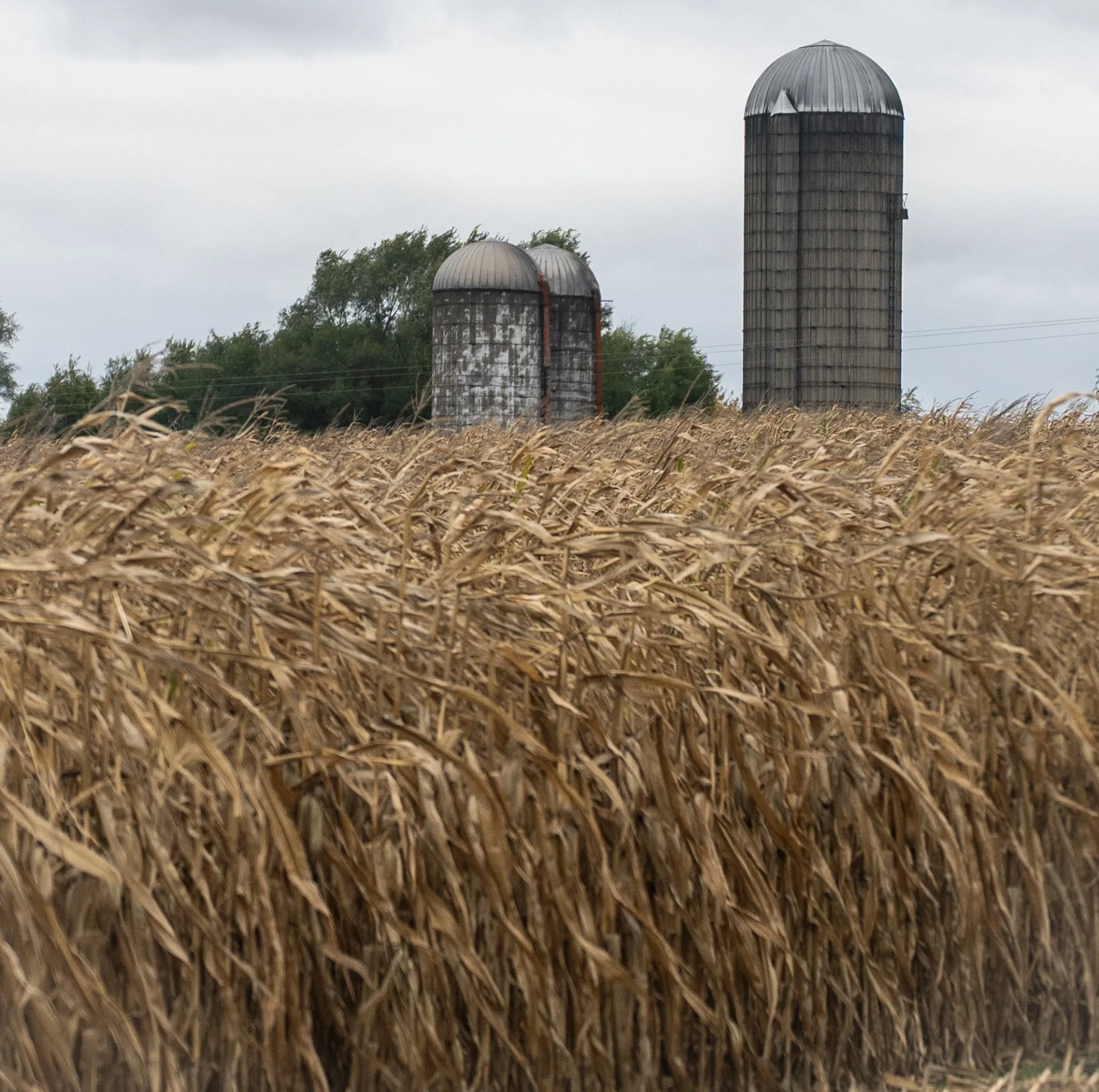 silosabovecorn1.jpg