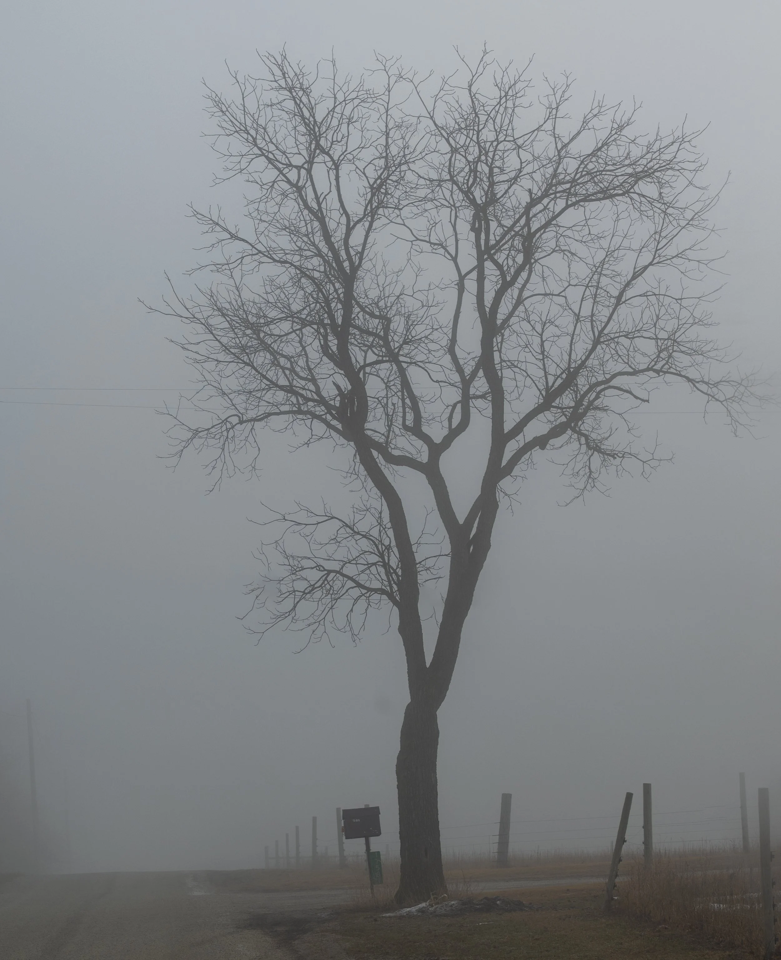 fogroadtree1.jpg