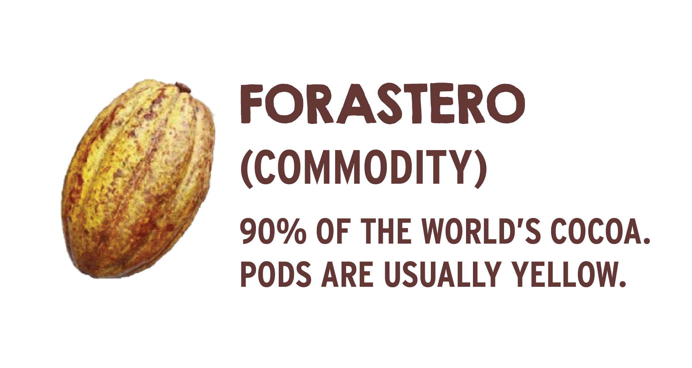 Cocoa-forastero.png