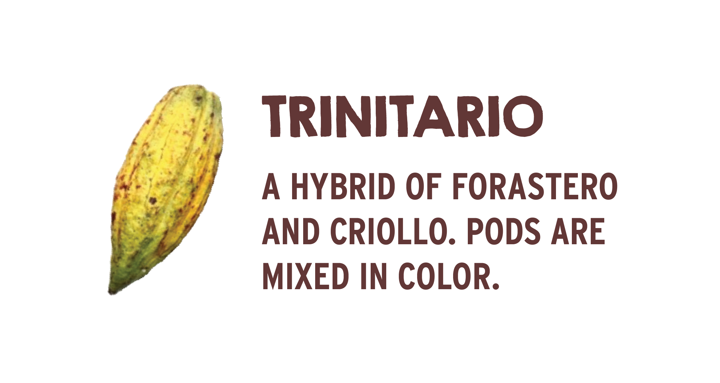 Cocoa-trinitario.png