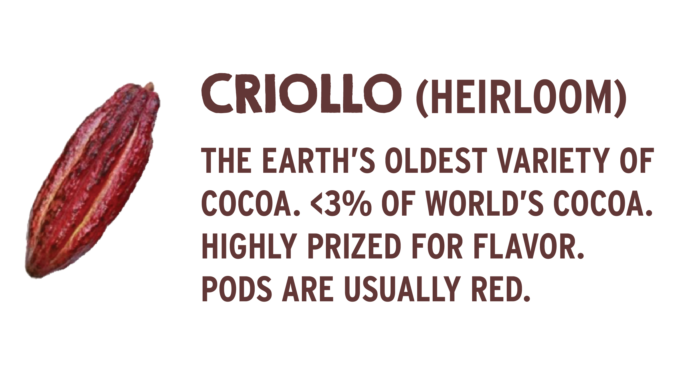 Cocoa-criollo.png