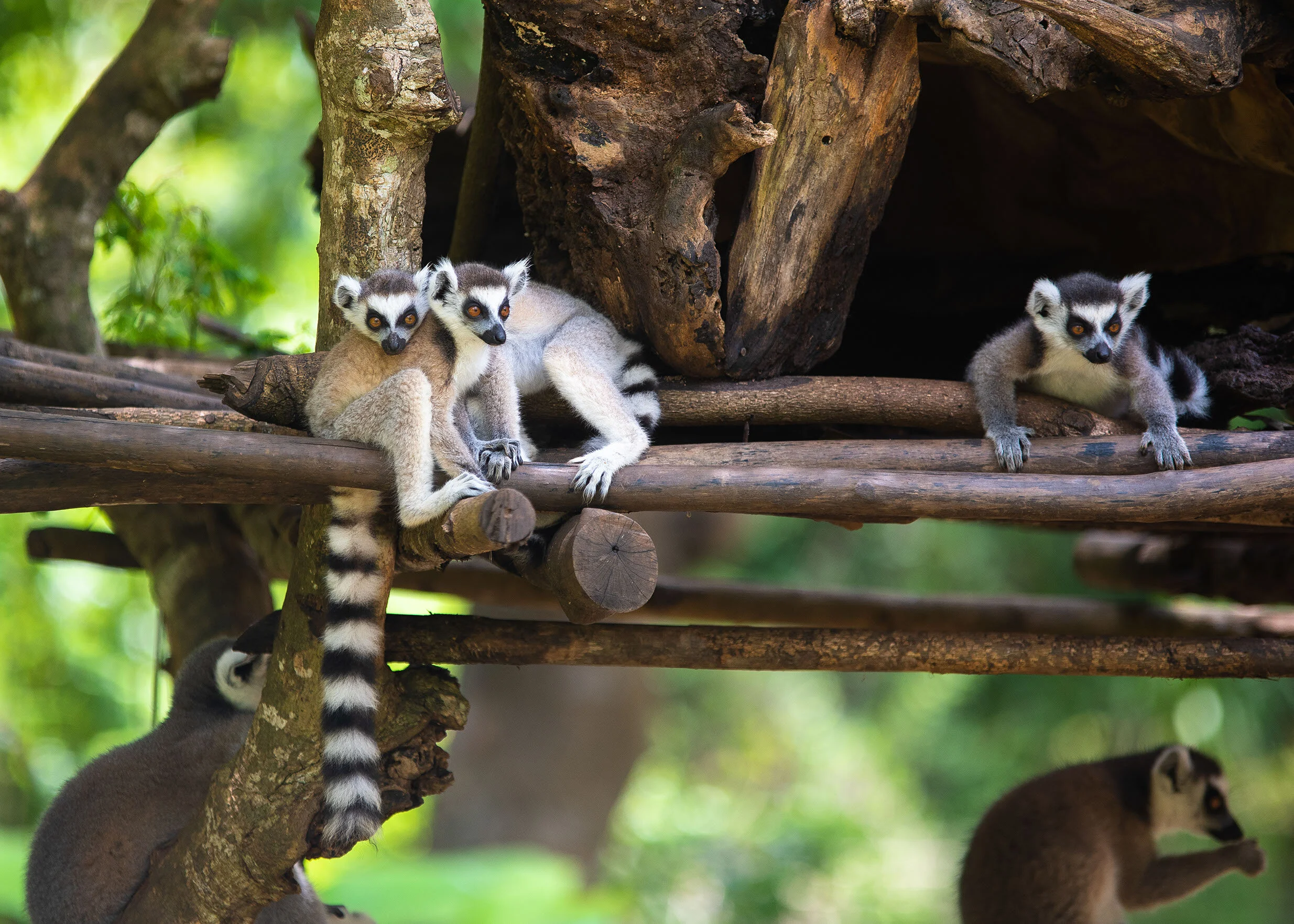 C2_Group of lemurs at preserve.jpg