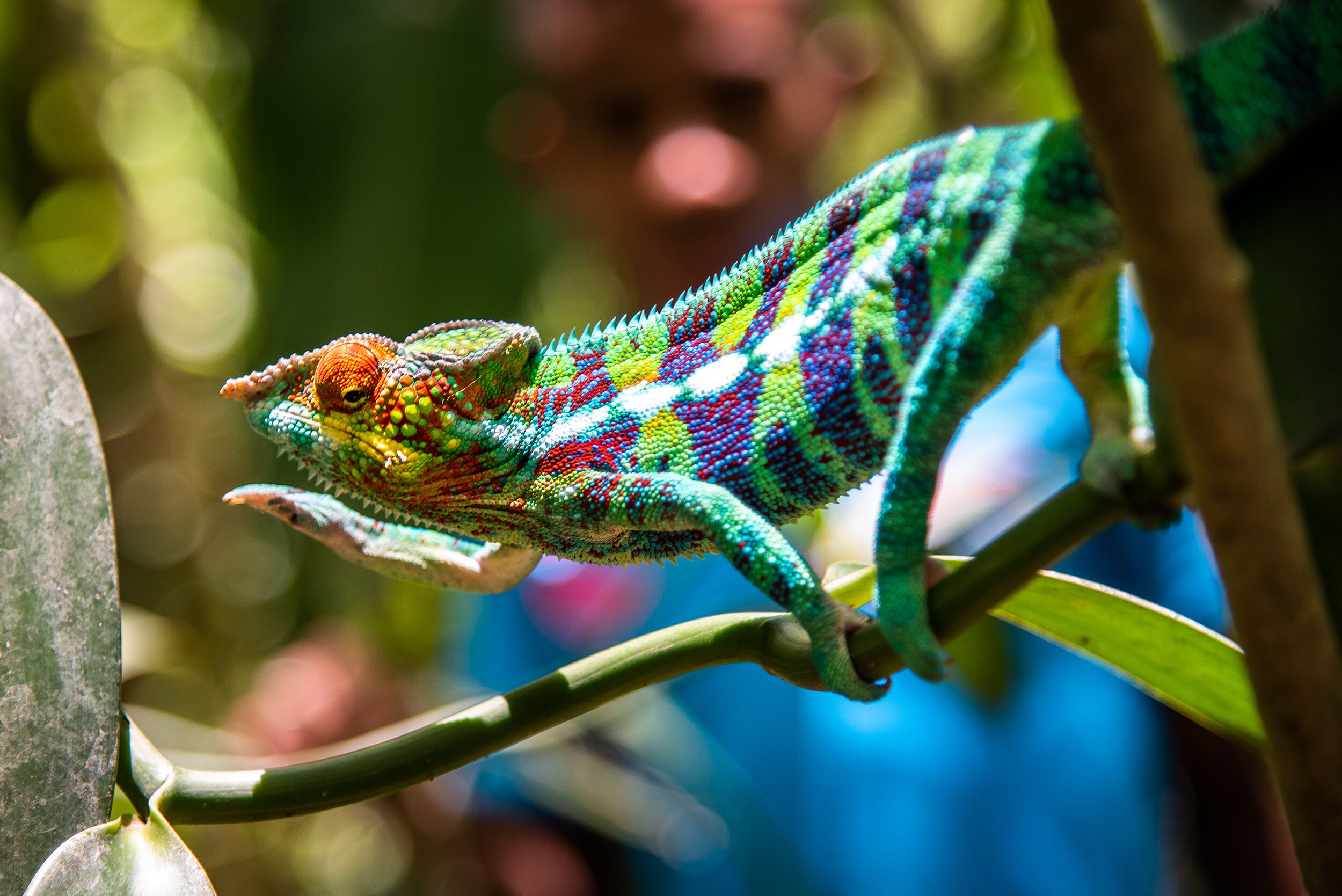 C3_Testano and chameleon 2.jpg