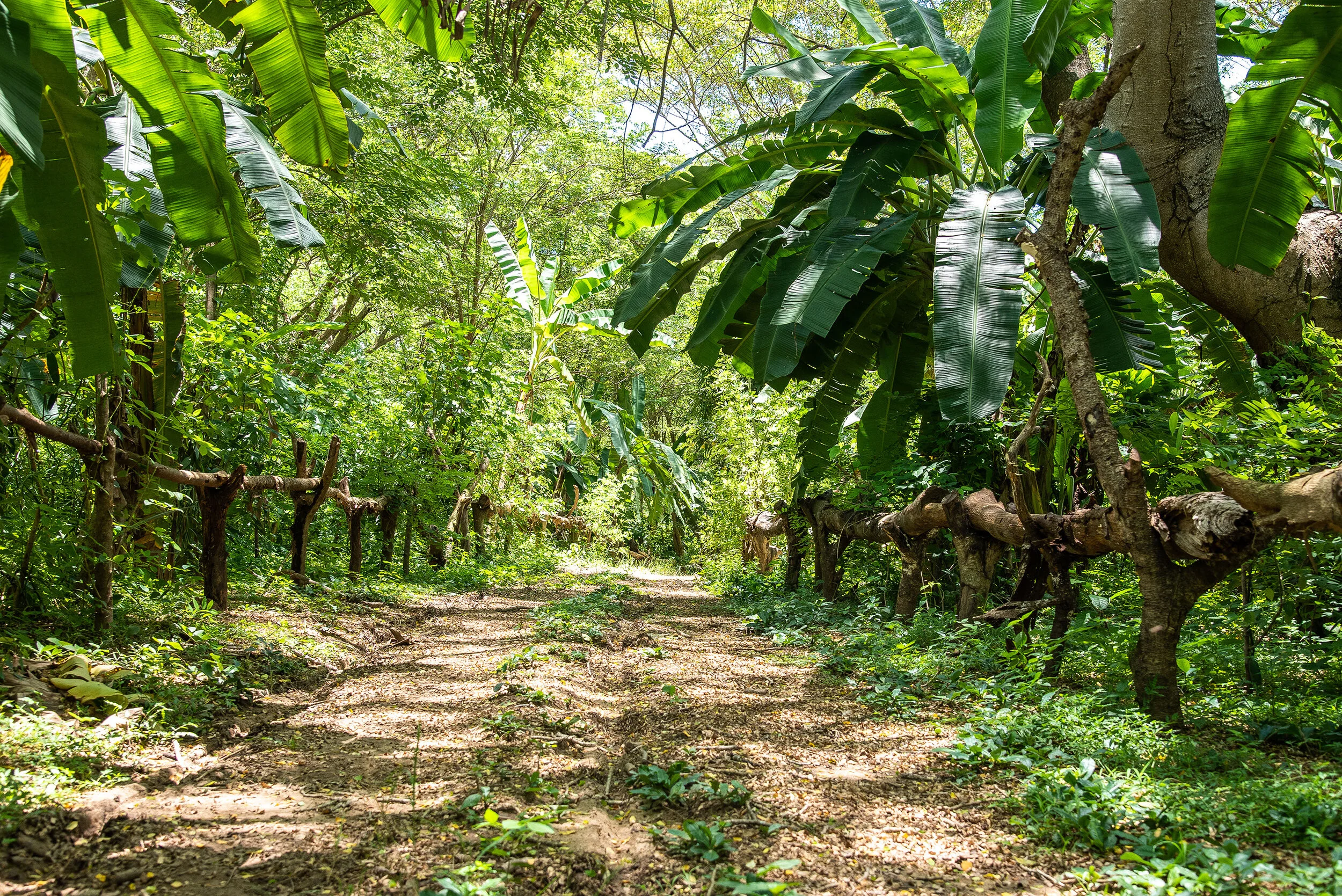 C1_Entering the cocoa forest.jpg