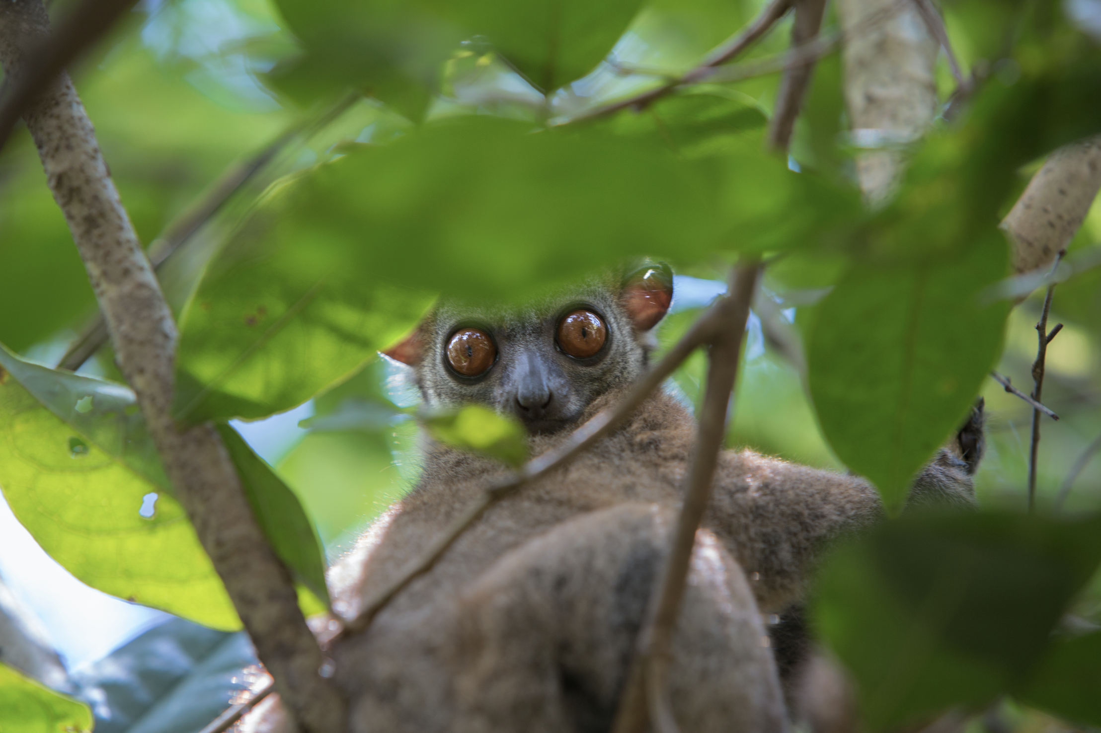 Beyond Good Embarks Upon Second Phase of Research with Bristol Zoological Society  To Study Effects of Cocoa Agroforestry on Critically Endangered Lemurs