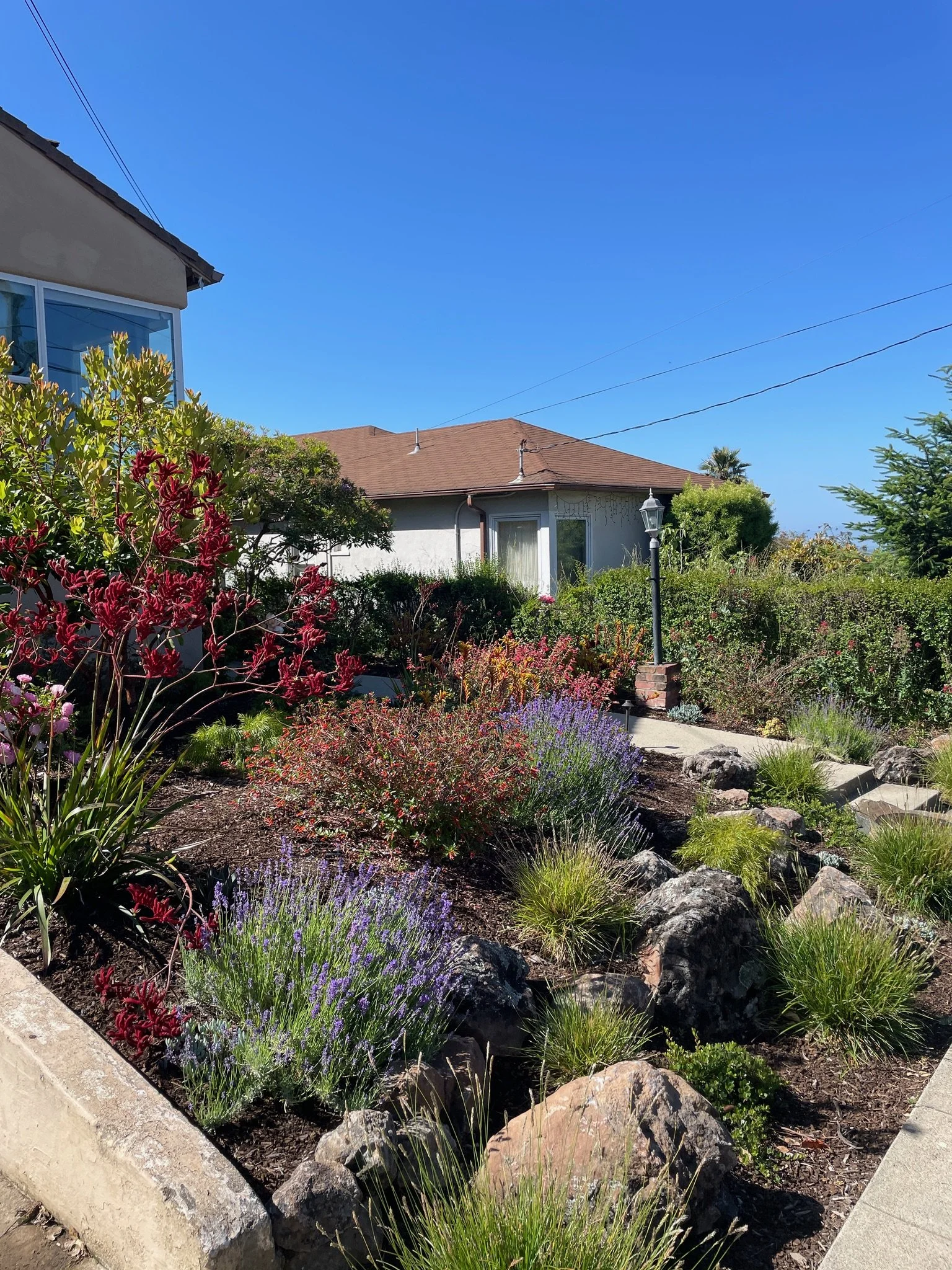 California Native Plants and Their Use in Landscaping