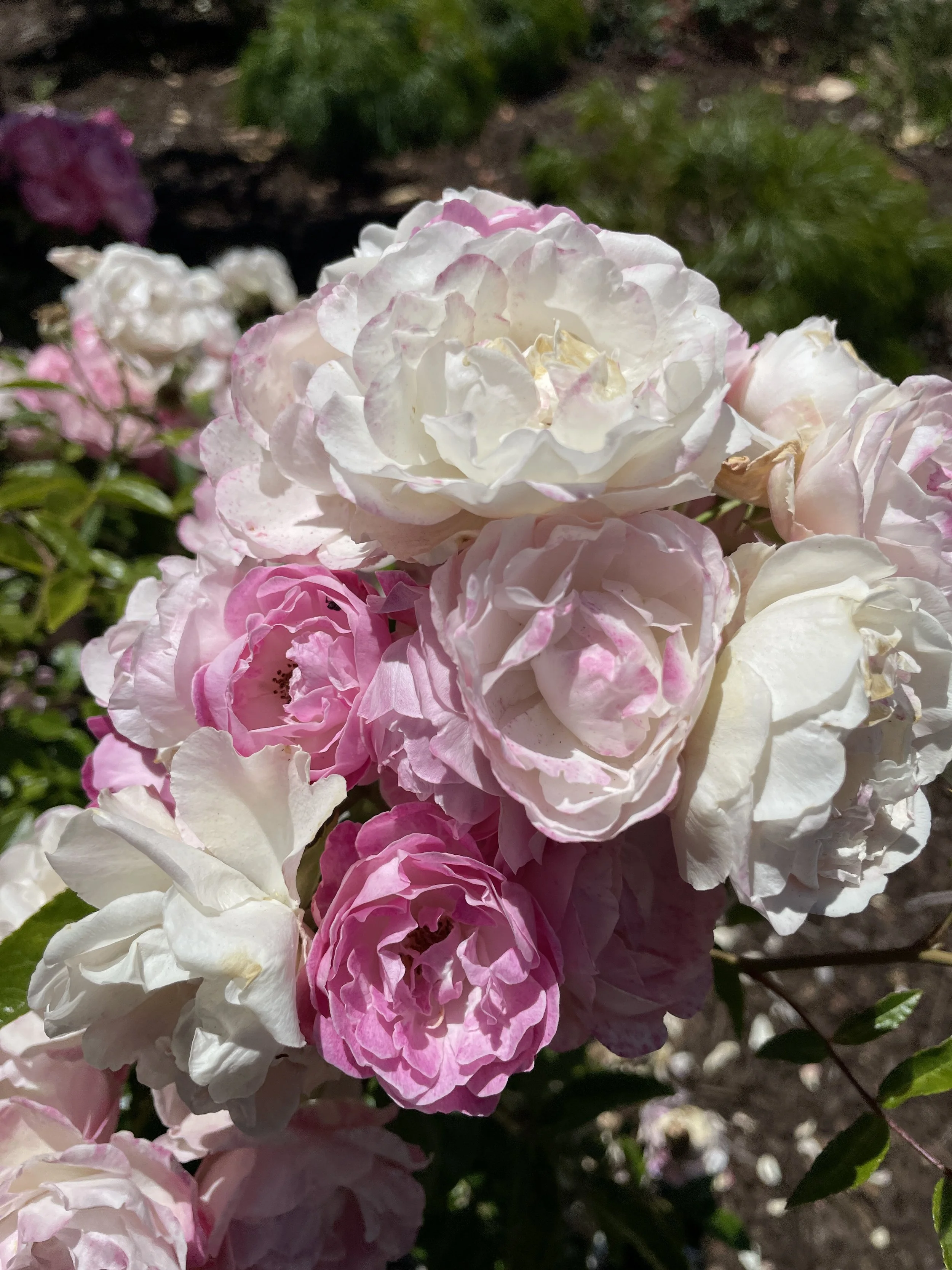 How to Transform Your Garden in 10 Steps