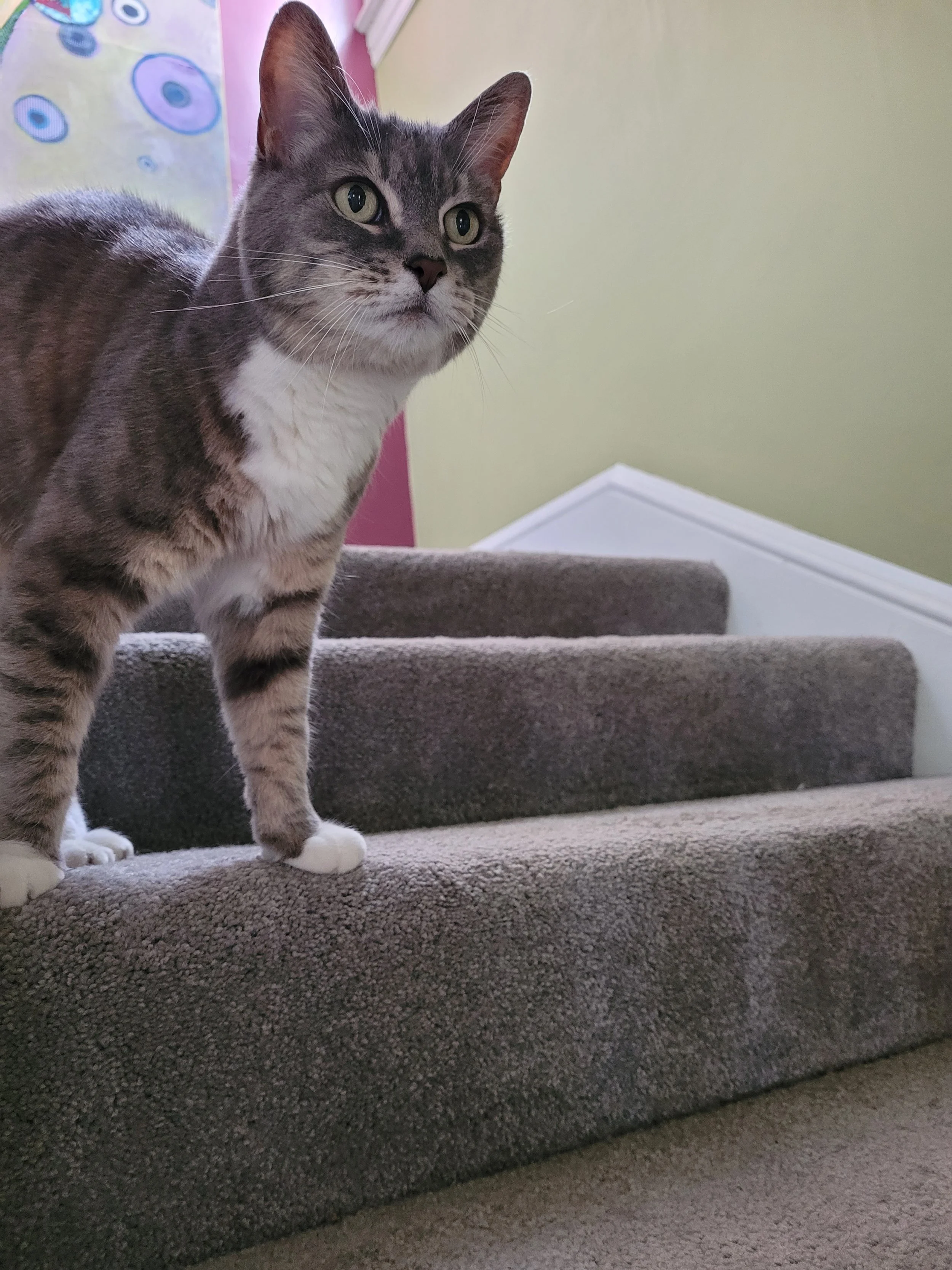02- Cat Zoey.jpg