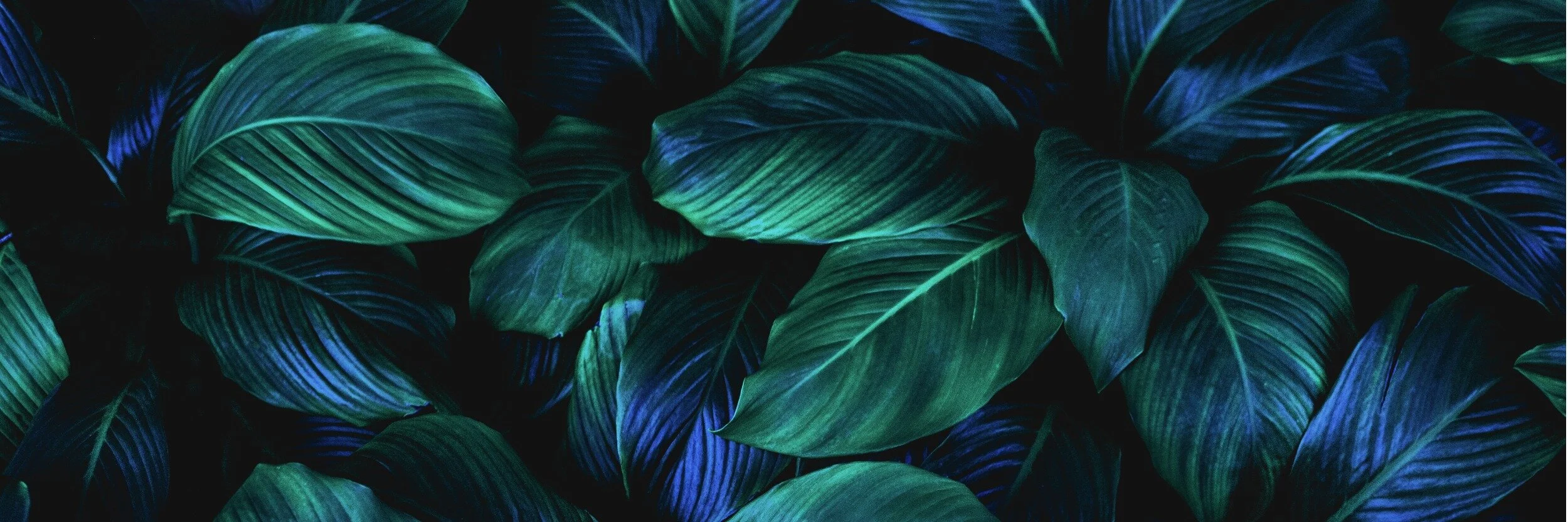abstract-green-leaves-background-picture-id1208289672 (1).jpg