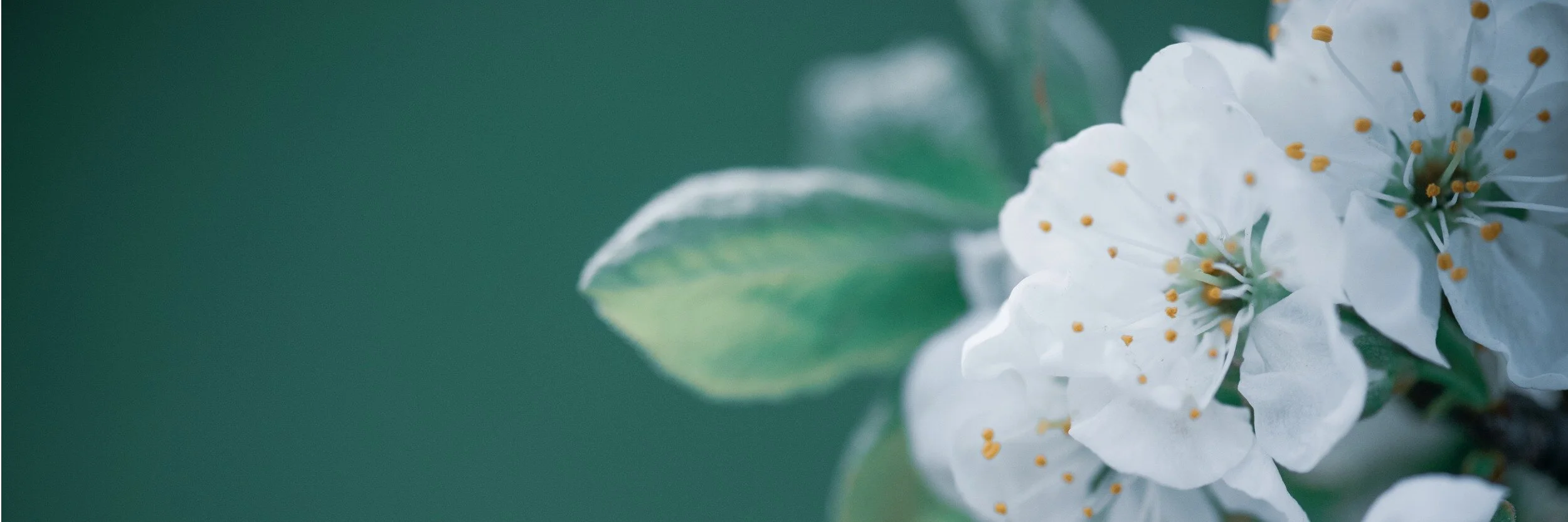 spring-flowers-picture-id1211375925.jpg