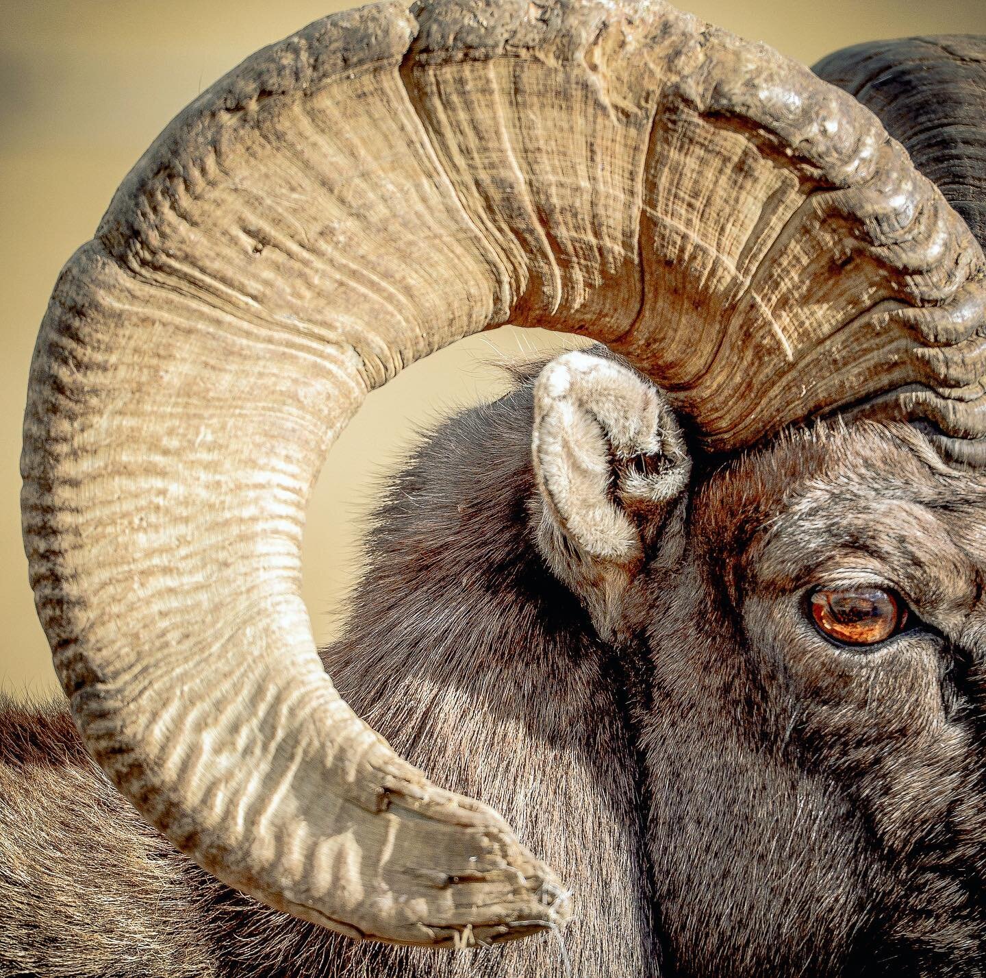 Wildlife Wednesday!
&bull;
For the past five years, Cottonwood has been working to end private domestic sheep grazing on public lands in the Gravelly Mountains in an effort to allow the public, bighorn sheep, grizzly bears, and other wildlife to use 