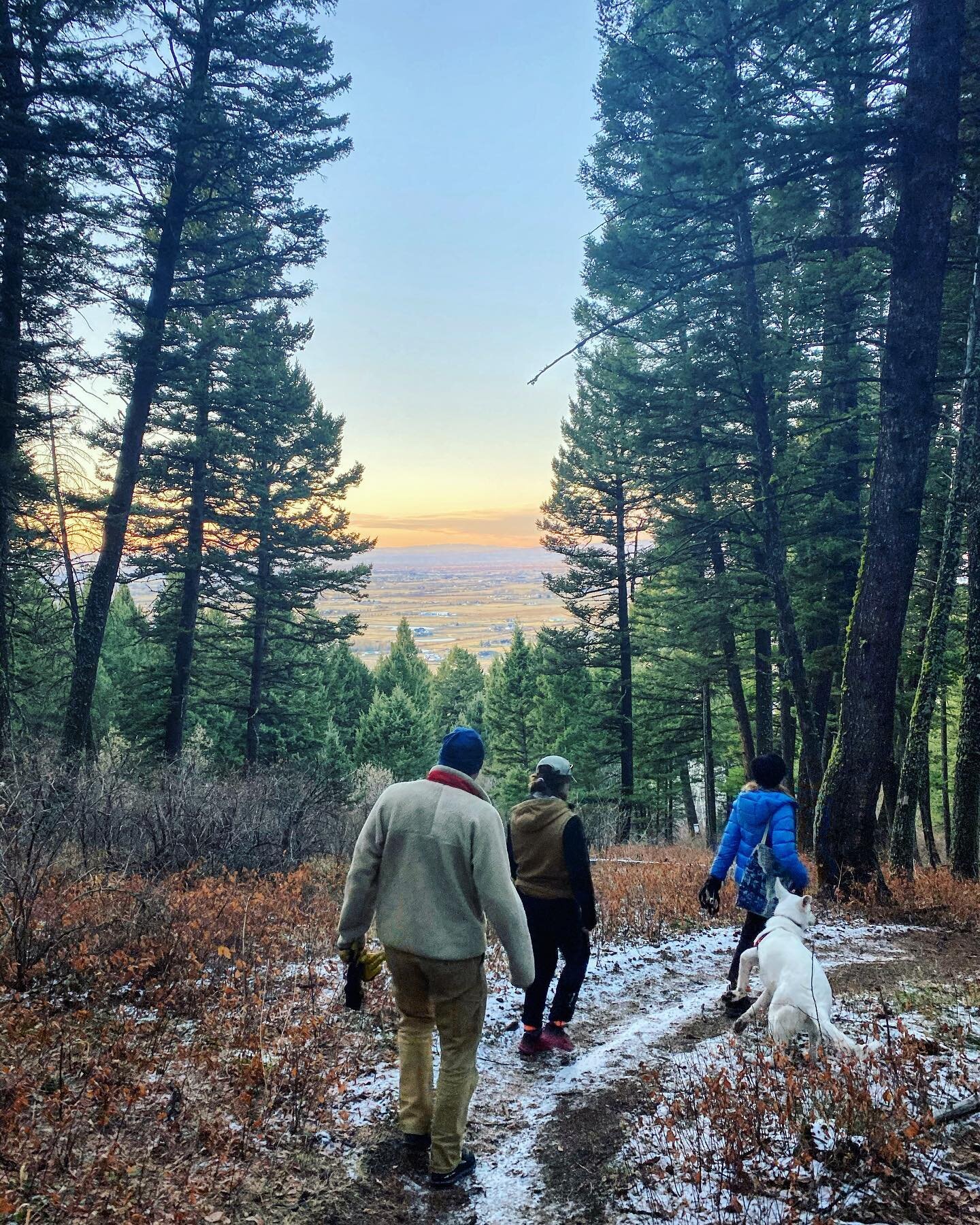 Love Kirk Hill and bathing in pristine, old growth Douglas firs as much as our team does?
&bull;
The Custer-Gallatin Forest Service is planning to log some of the few remaining local patches of old growth forest near Bozeman. We need healthy old grow