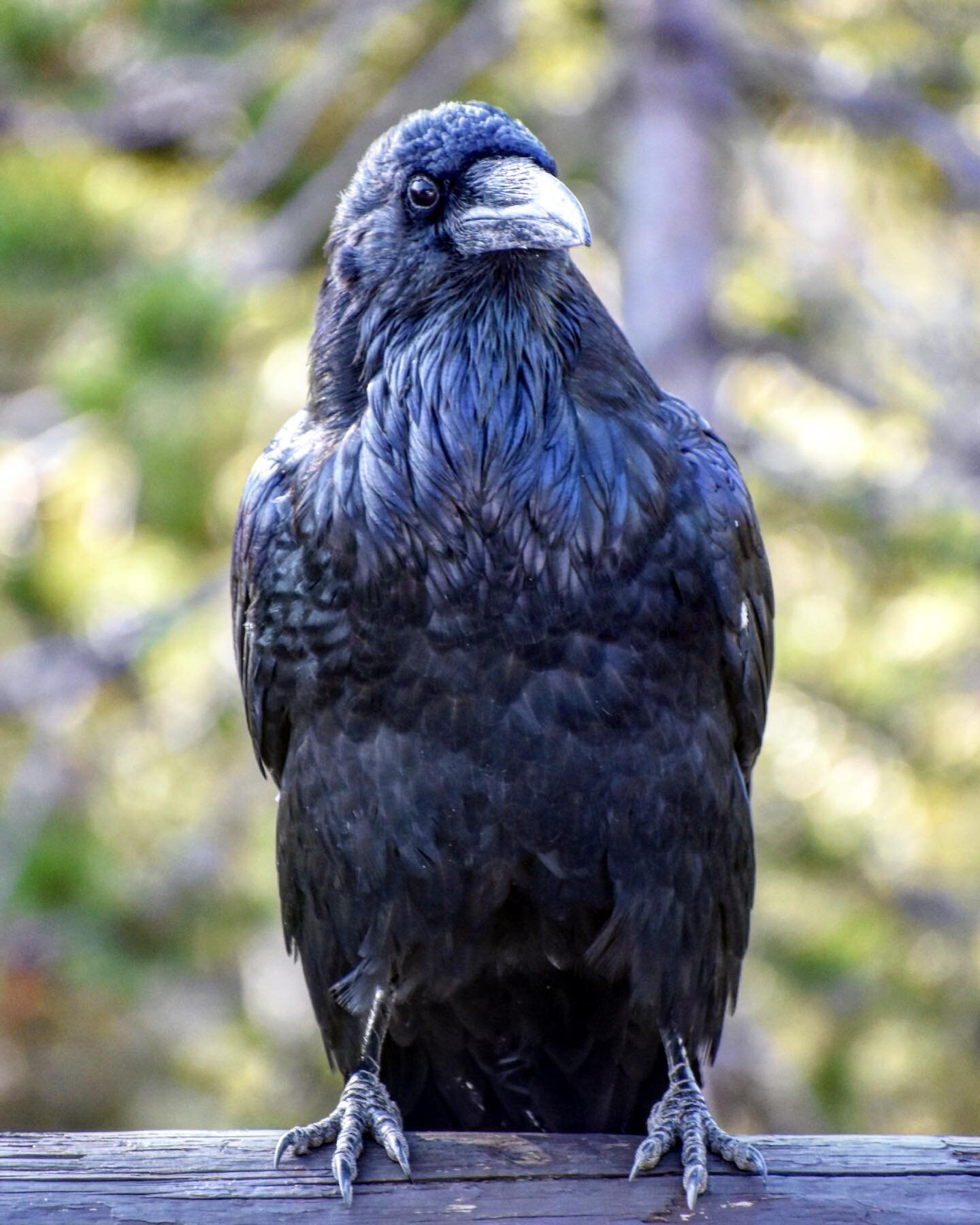 Wildlife Wednesday!
&bull;
Raven or Crow? Let us know!
&bull;
Both Ravens and Crows are members of the corvid family and are considered to be among the most intelligent of birds. 
Corvid Fun Facts:
&bull; Scientists compare the intelligence of crows 