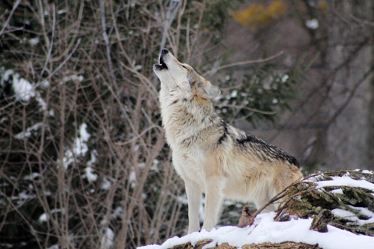 MONTANA&rsquo;S ANTI-WOLF LEGISLATIVE AGENDA
&bull;
Currently, there are multiple anti-wolf bills working their way through the Montana House and Senate. Mostly spearheaded by Republican lawmakers Sen. Bob Brown and Rep. Paul Fielder, these bills are