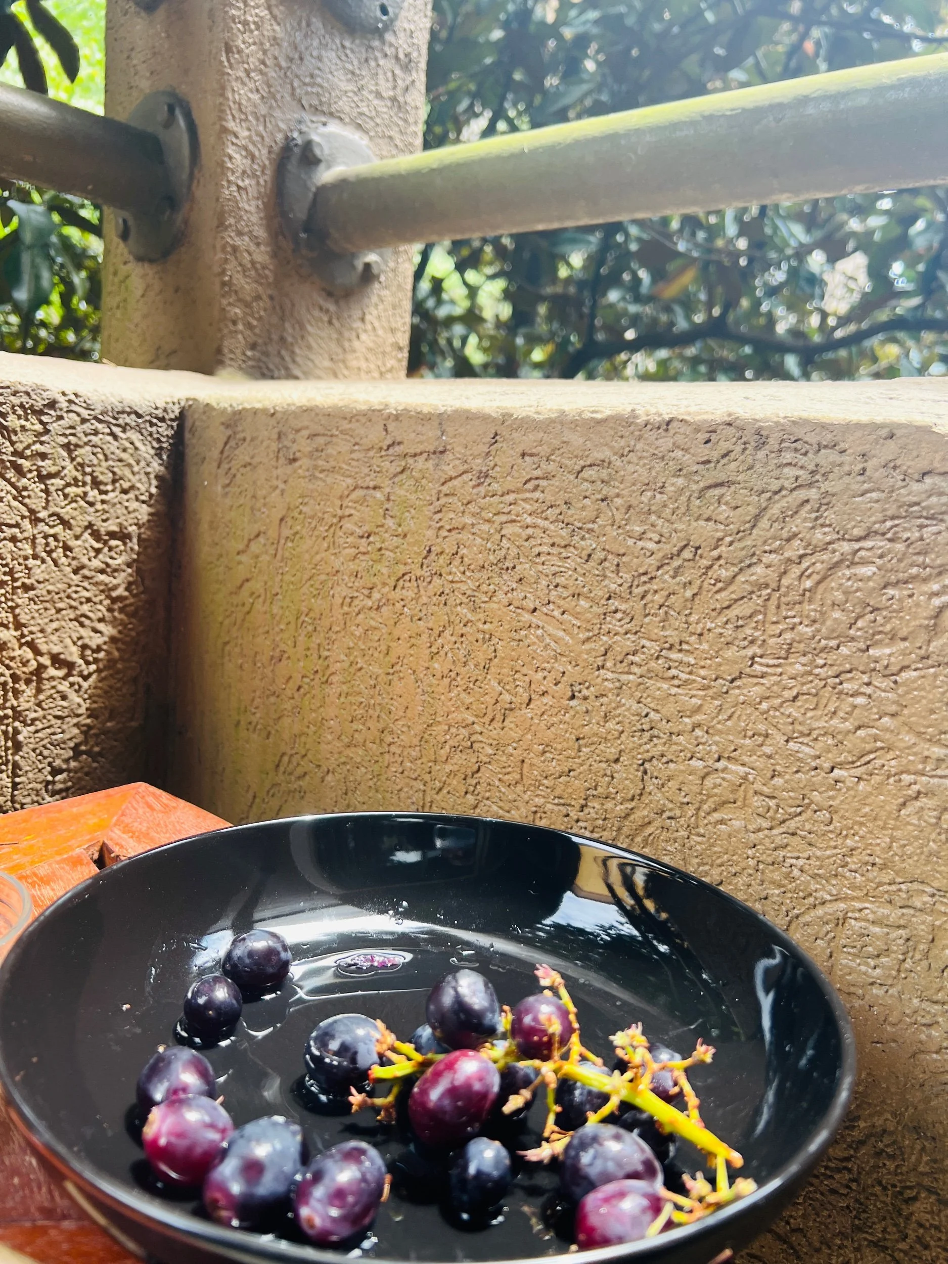 IMG_6043.jpeg