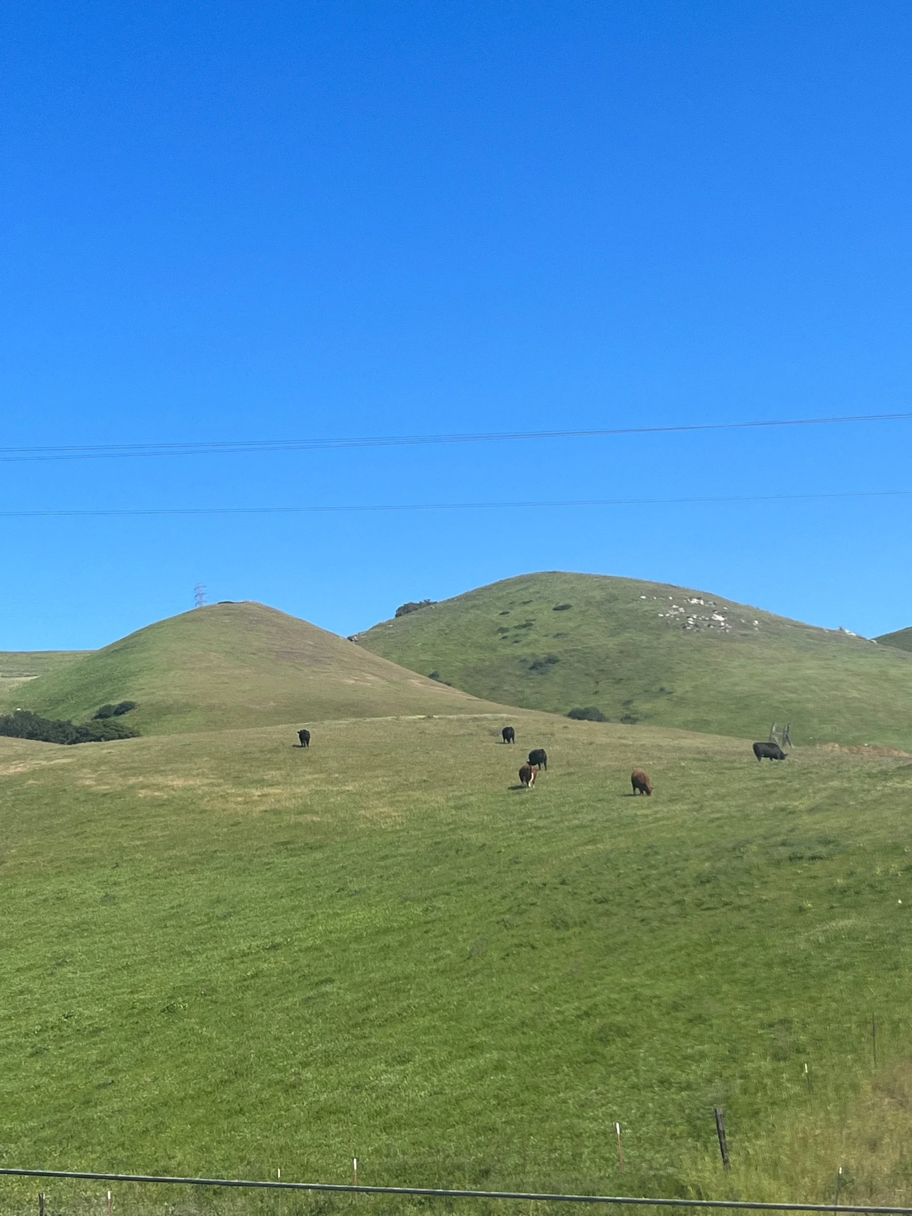 IMG_4626.jpeg