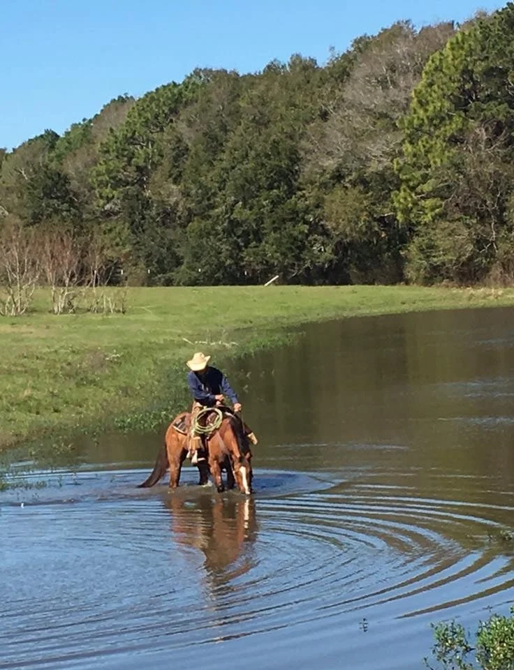 "Horses Fed"