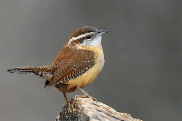 "The Carolina Wren"