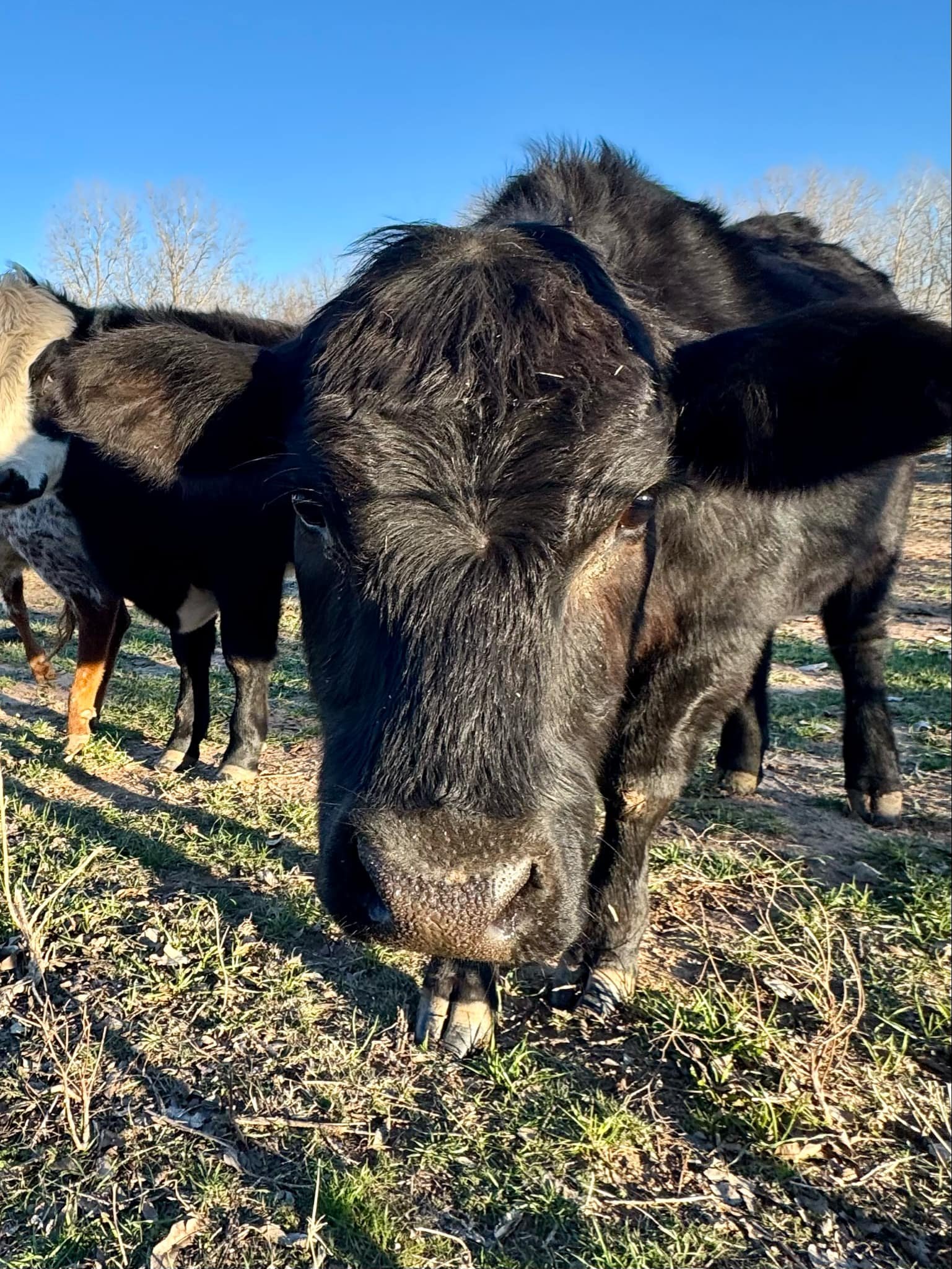 20- Donate for Cattle Feed | 100 lb Feed