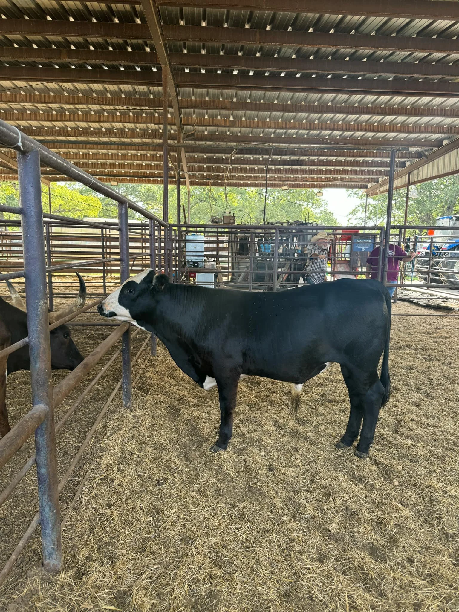 100- Donation for Cattle Ministry Operations