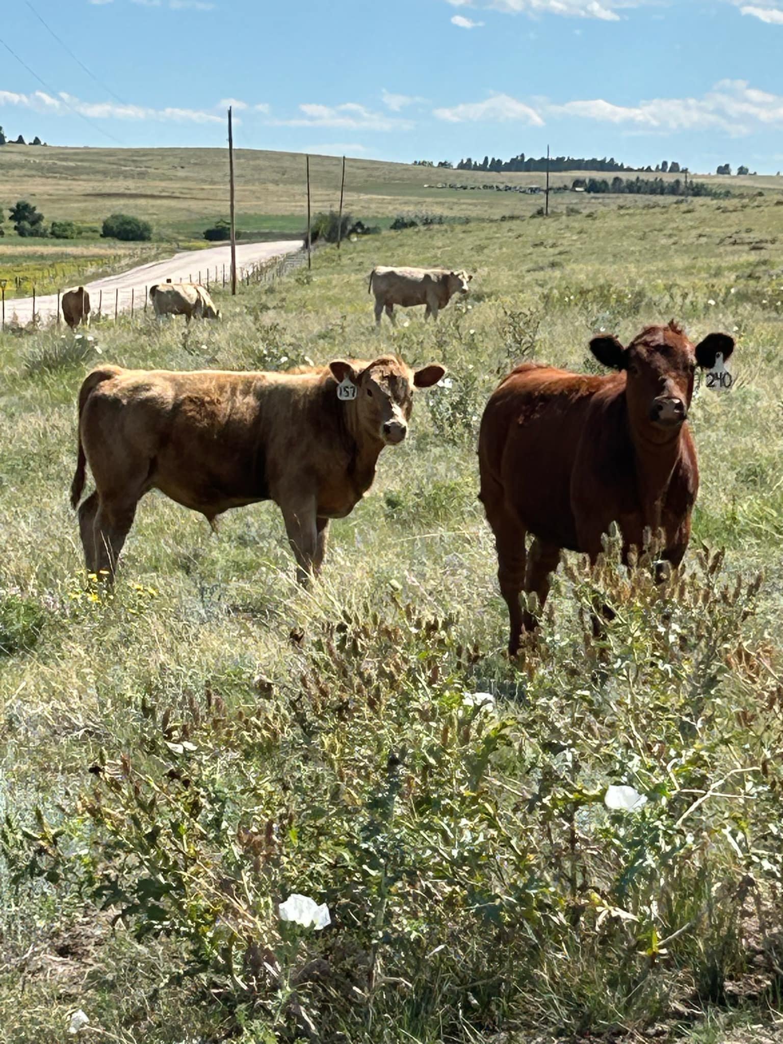150- Donation for Cattle Ministry | 300 lbs Feed & Hay