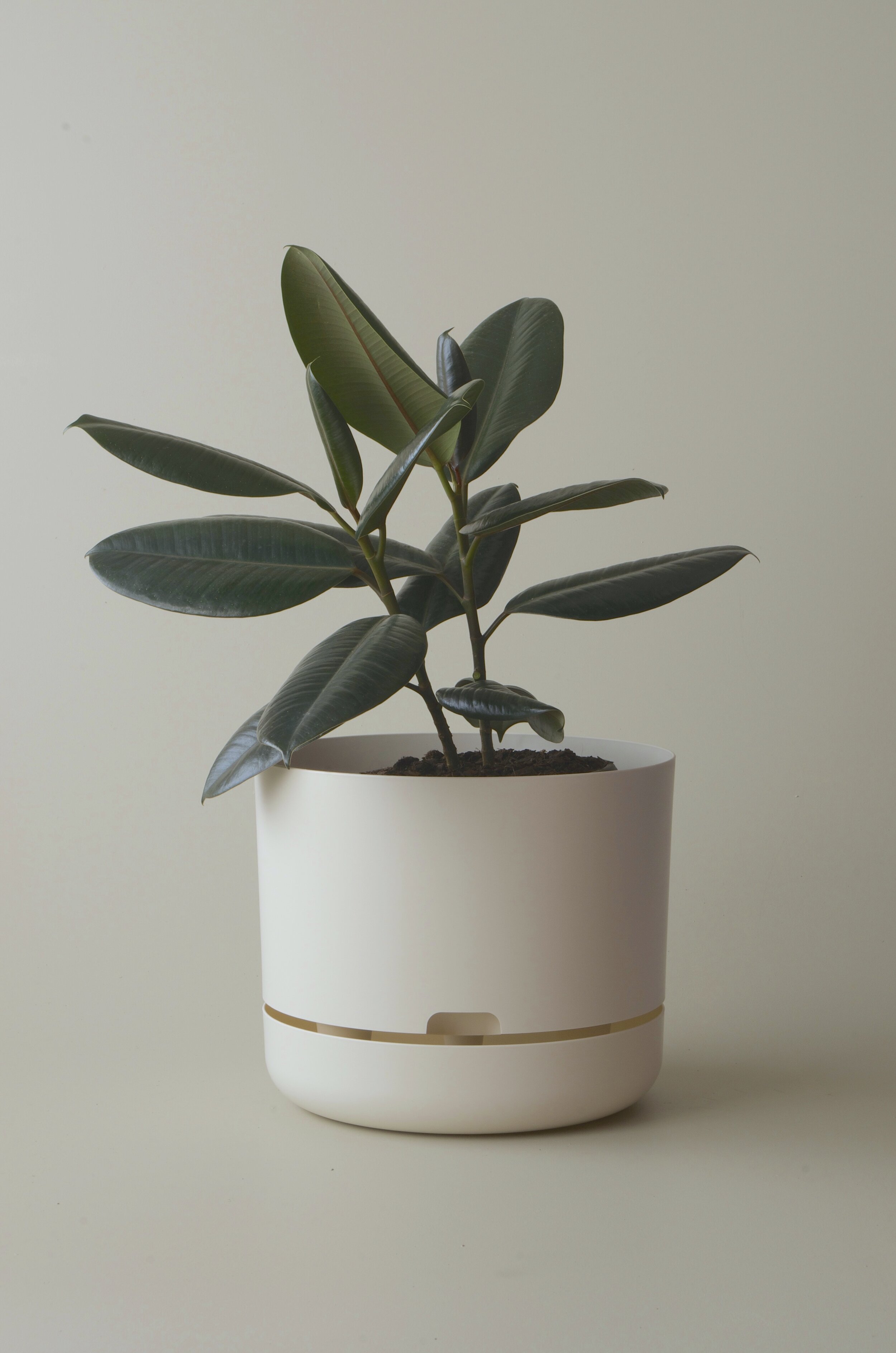 Australian Designed Plant Pot by Mr Kitly