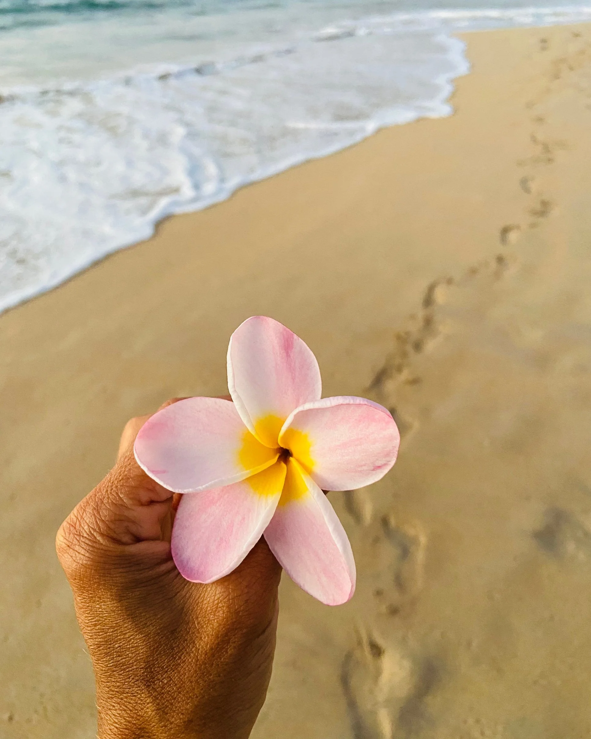 plumeria-4x5.jpg