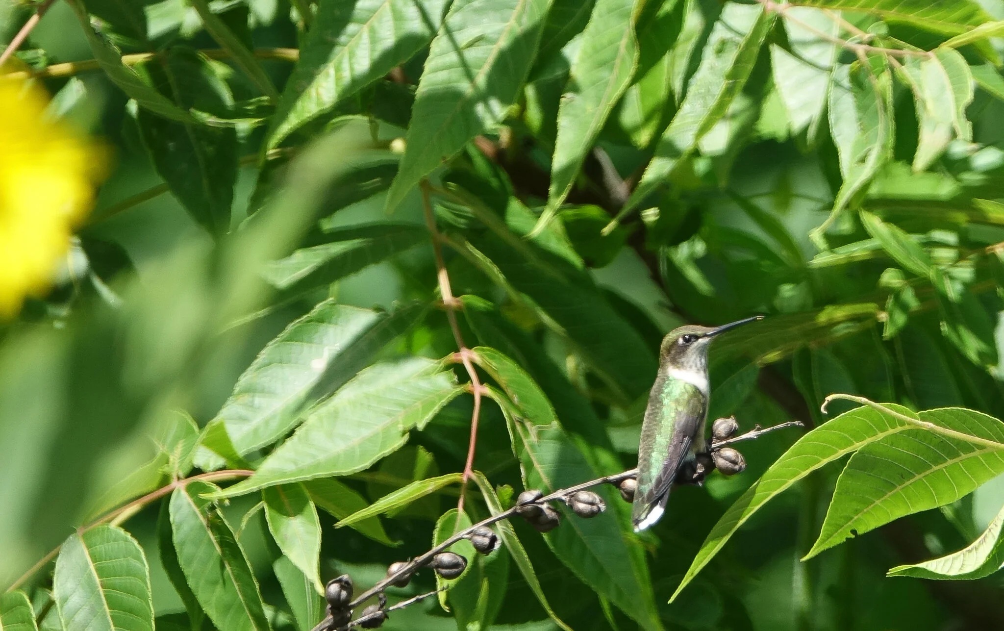 Ruby-throated hummingbird