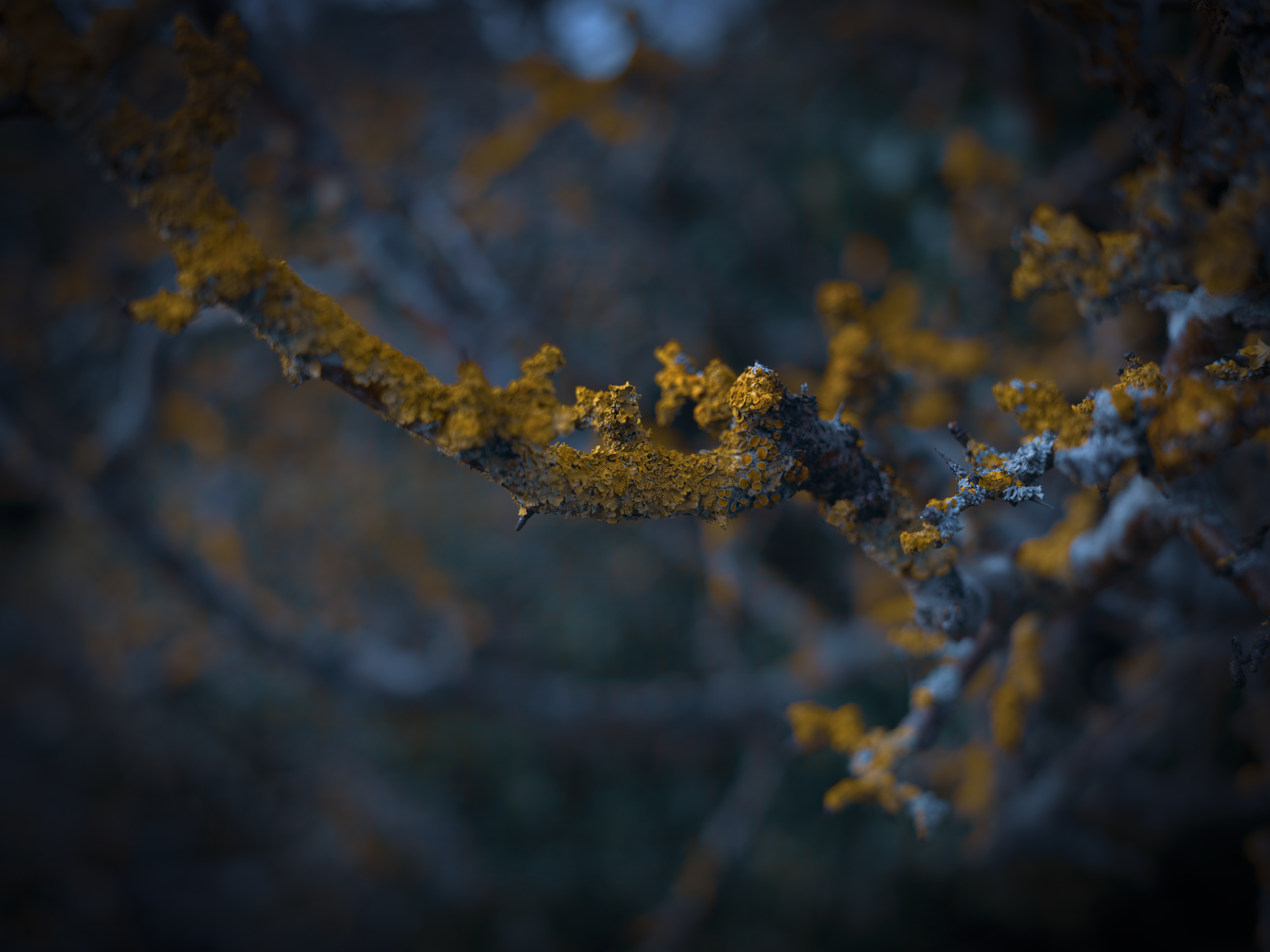 Luminous Lichen