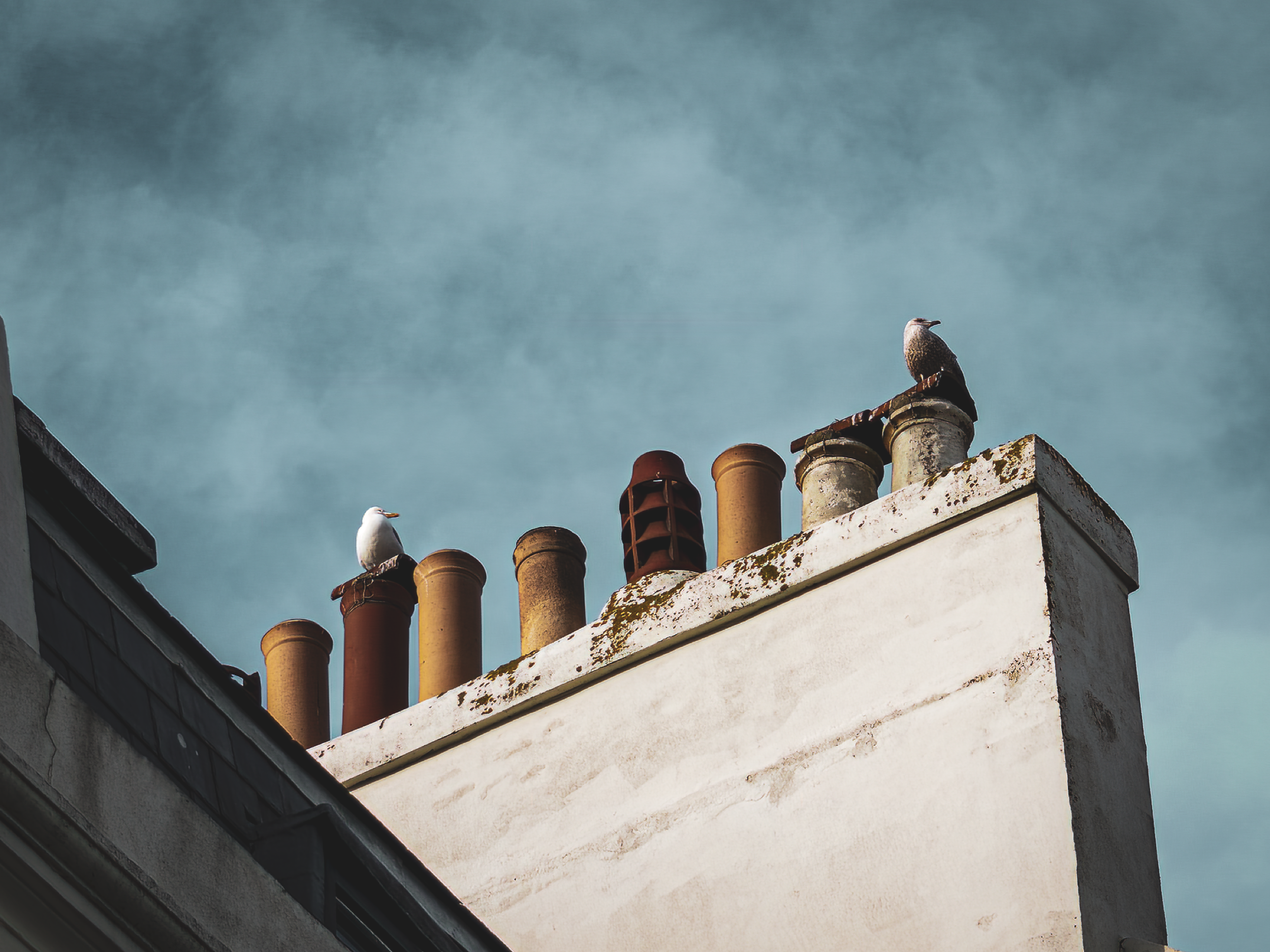 Seagull Sentries