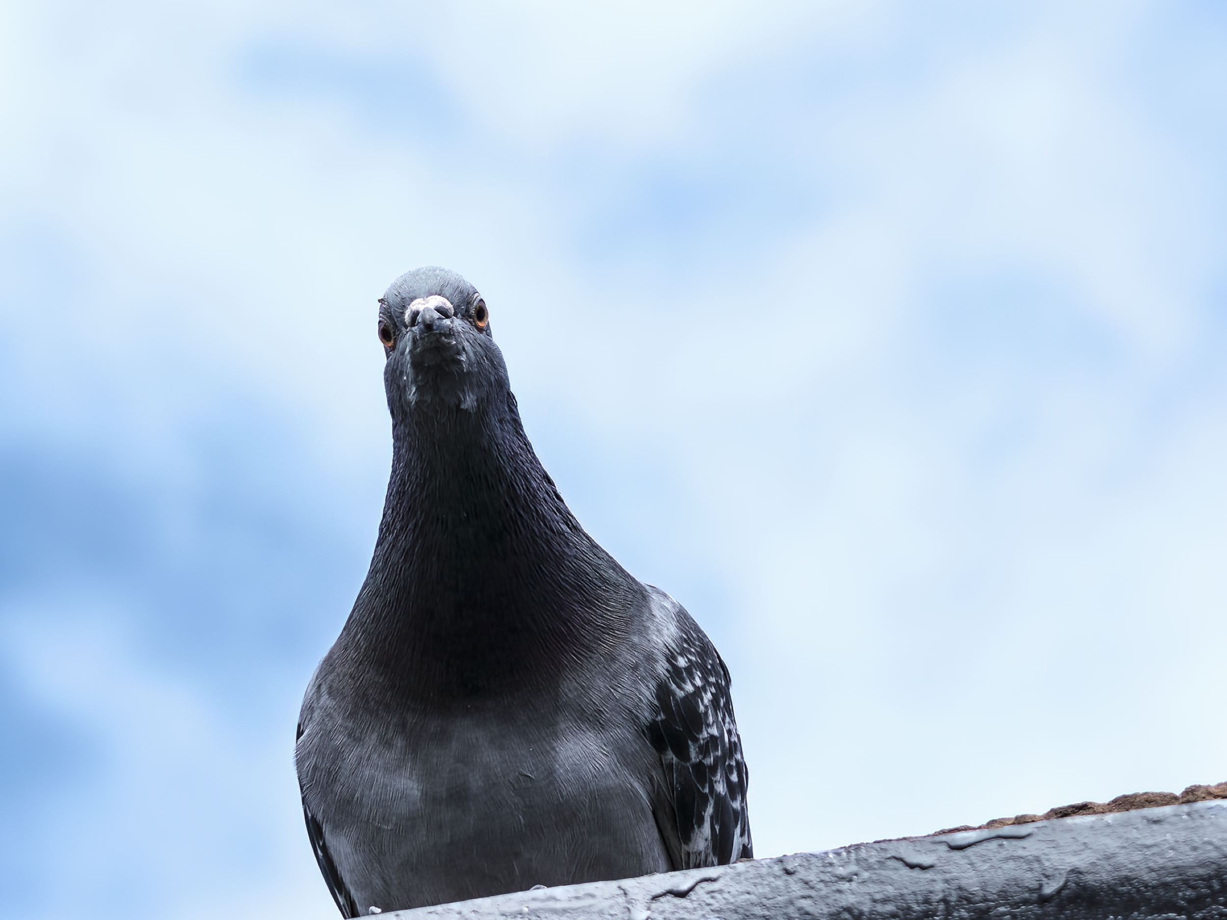 Pigeon Portrait I