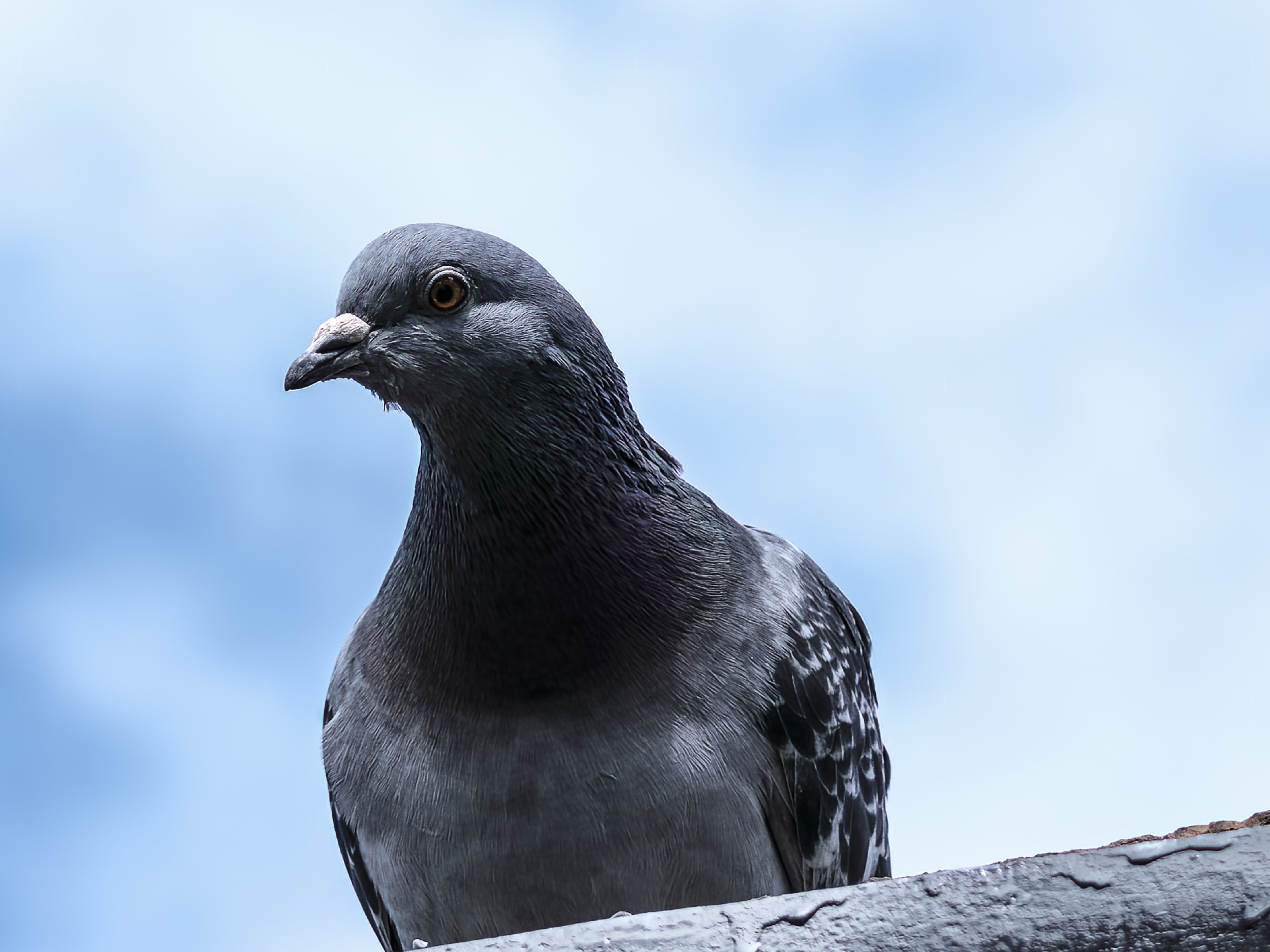 Pigeon Portrait II