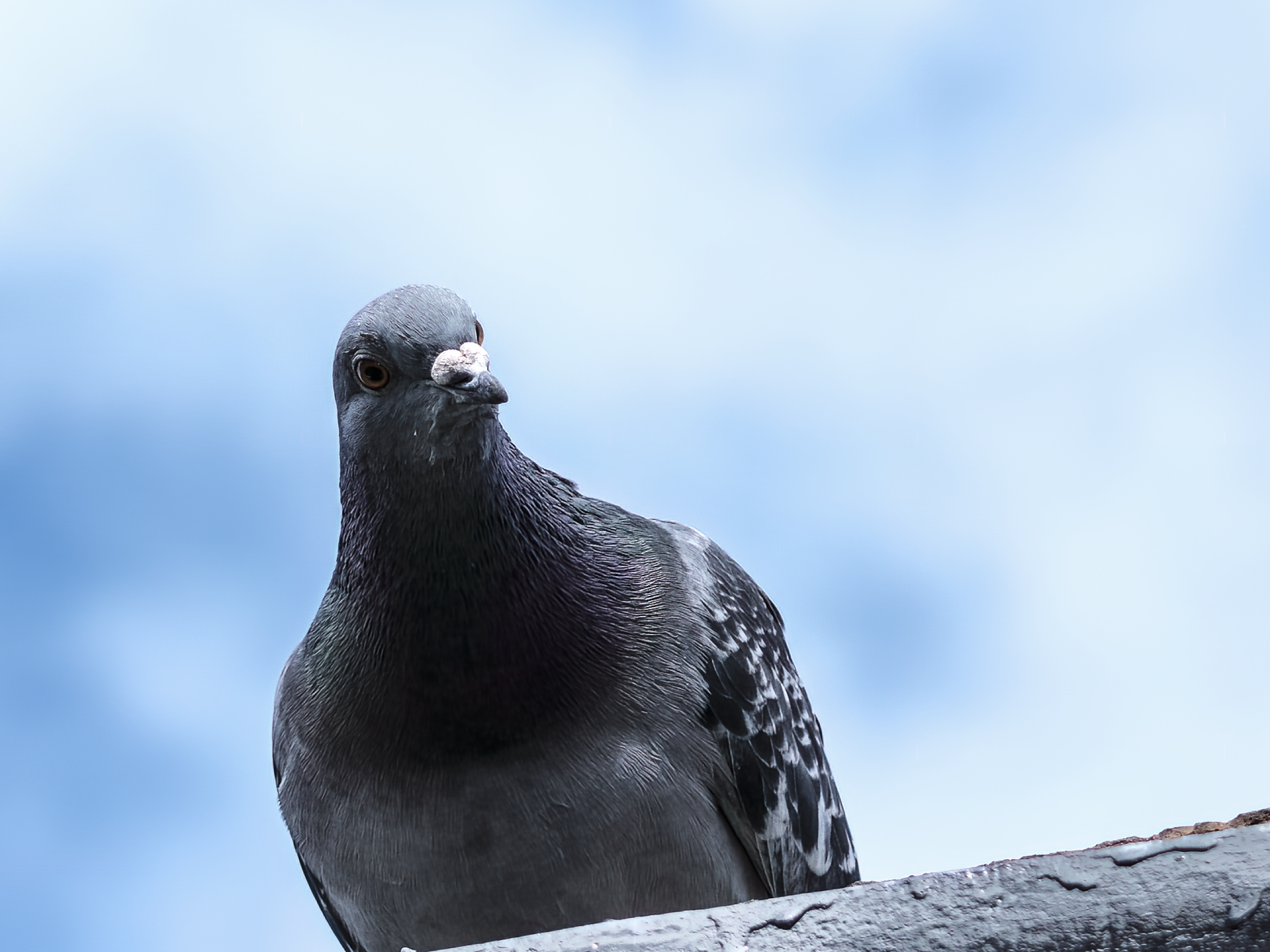 Pigeon Portrait III