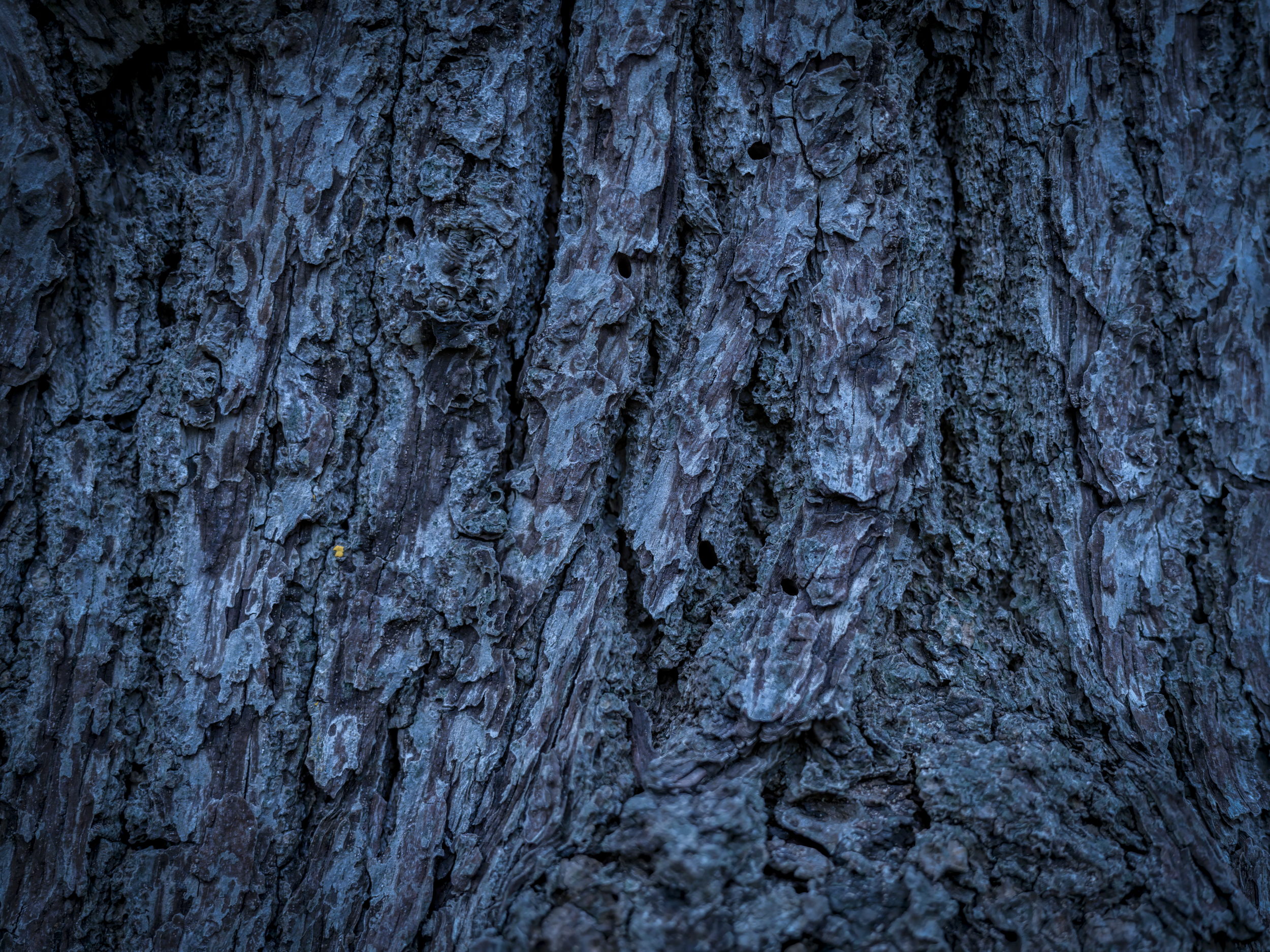 Blue Bark