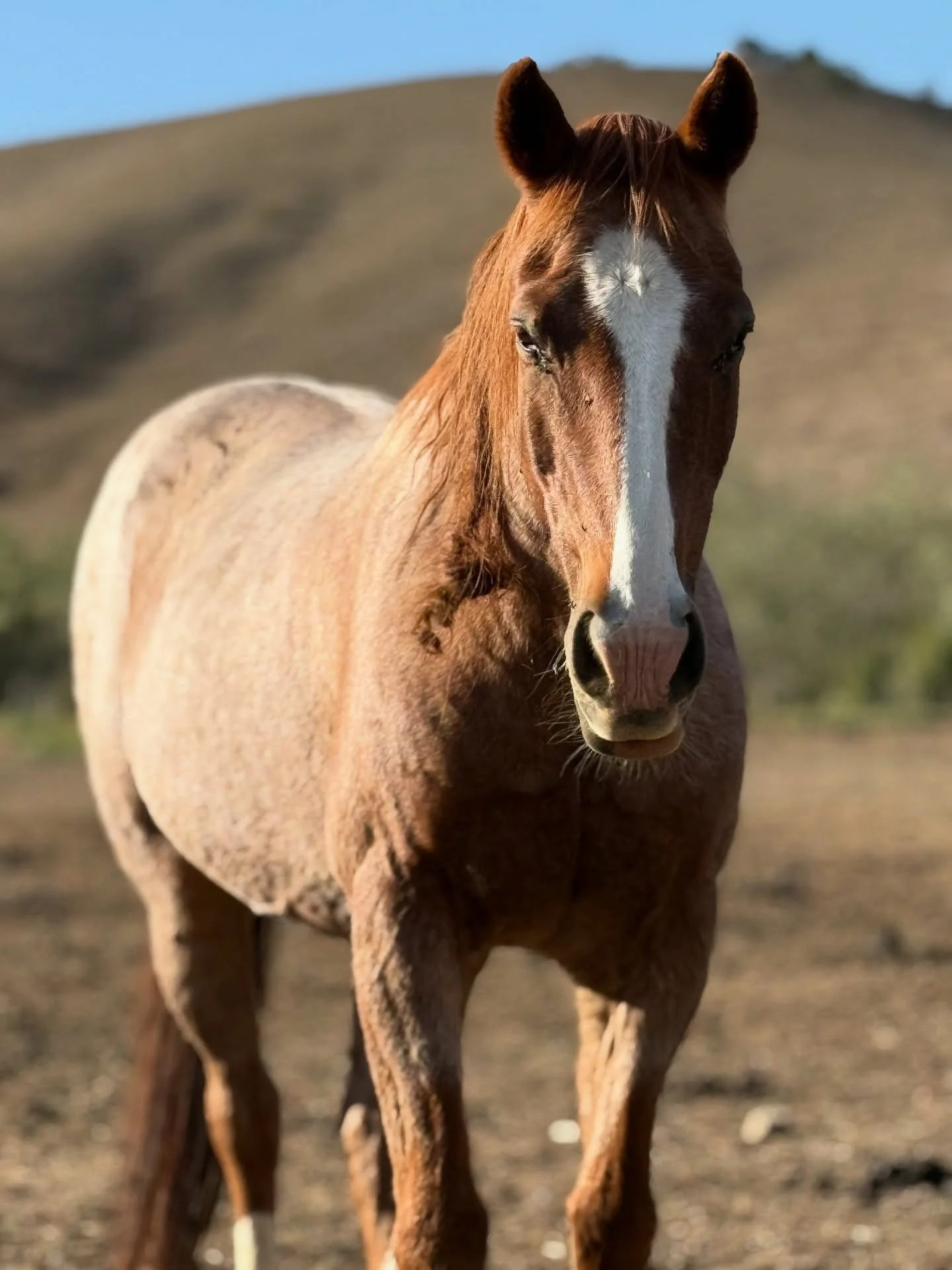 Week 1 of my artist residency at @returntofreedom 

My mind is well and truly blown 💥&hellip; I have no words to describe this experience of being up close with all these wild horses.
The work that @returntofreedom do is just remarkable &hellip; I&r