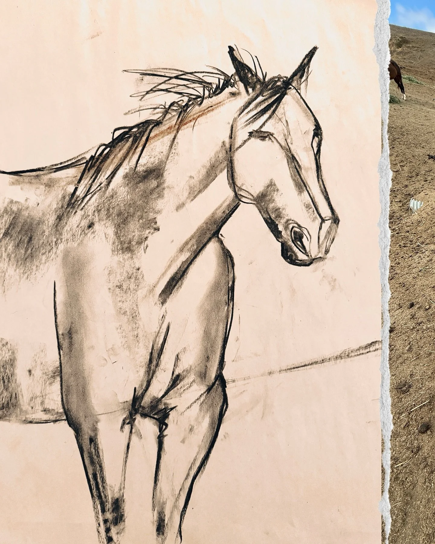 I spent most of my days on my artist residency at @returntofreedom rolling around in the dirt drawing the horses ! 

It was so interesting to observe how individual horses would approach me &hellip; literally stand in front of me waiting to be drawn.