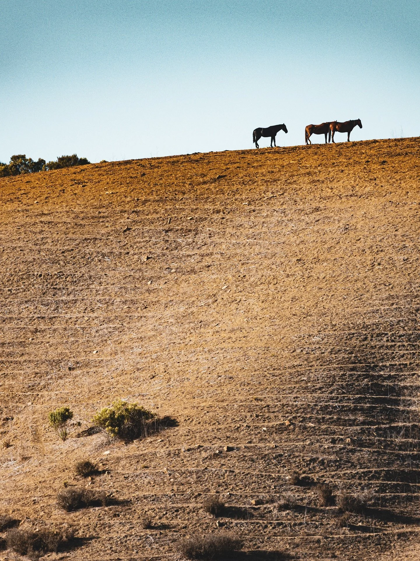 &ldquo;When despair for the world grows in me and I wake in the night at the least sound of what my life and my children&rsquo;s lives may be,

I go and lie down where the wood drake rests in his beauty on the water, and the great heron feeds.

I com