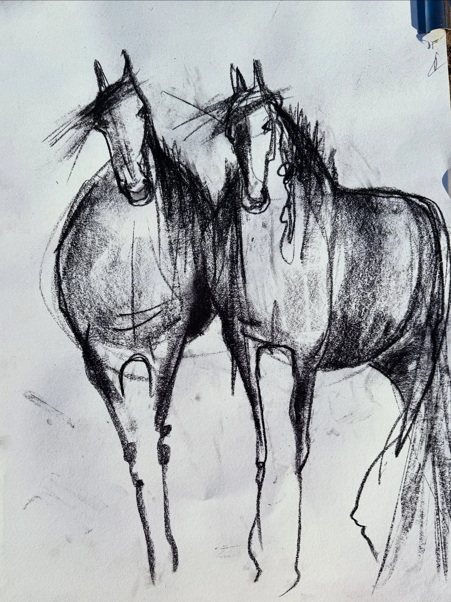 I&rsquo;ve been looking through my drawings today &hellip; each one takes me right back to the present moment of sitting in the dirt drawing the mustangs.
I can almost feel that Californian sunshine on my back! 🌞

The two in this drawing from Jack&r