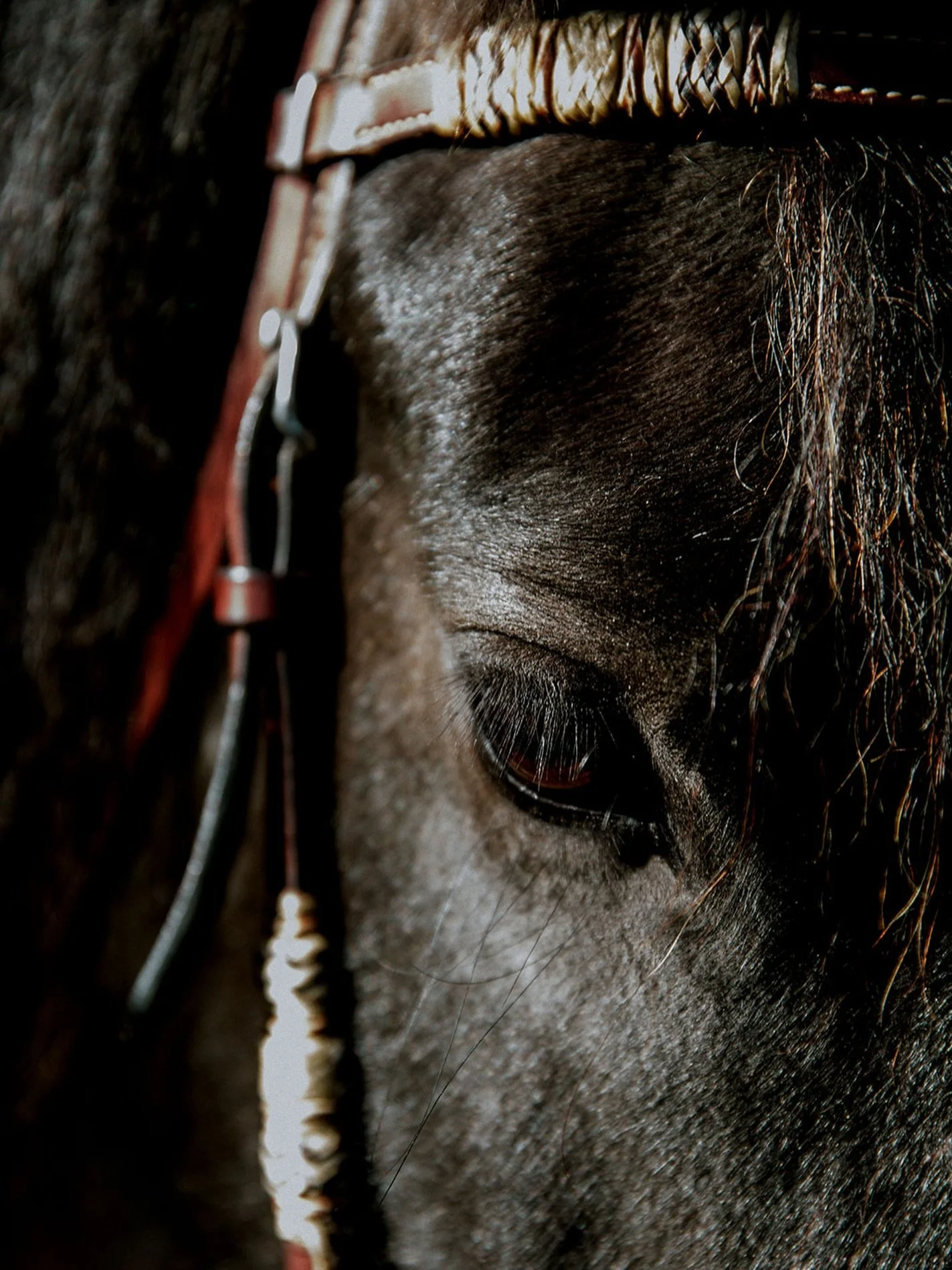 Amidst the storms today I got to share some quiet time with Spirit 🖤
 After everything she&rsquo;s been through recently with her skin, and eye problems I spent time lying beside her in the stable, just being together. The gale was howling outside, 
