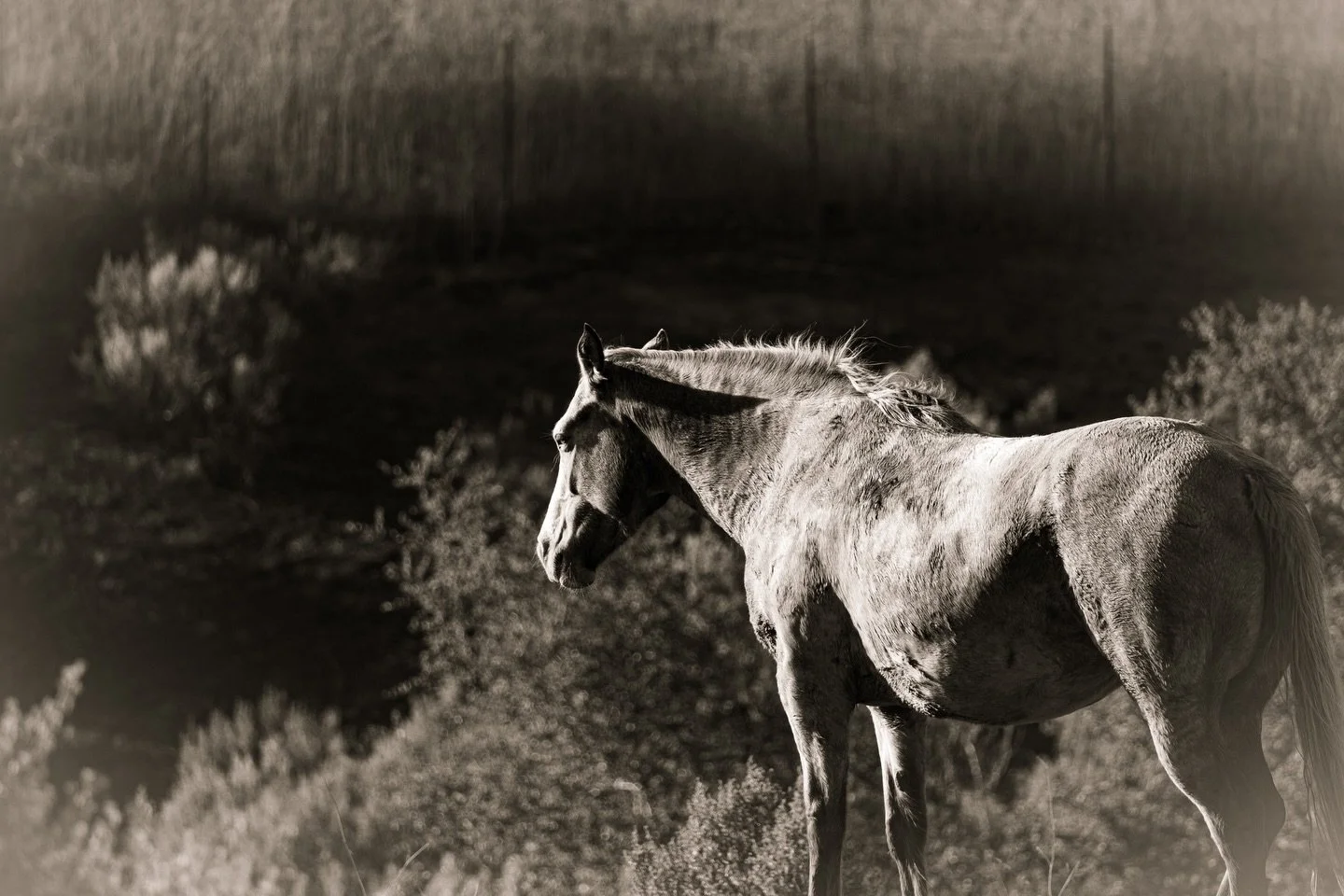 &ldquo;The calm after the Storm.&rdquo;
 Just moments before I took this photograph, I watched one of the most brutal and instinctive mating rituals unfold &mdash; a raw display of dominance between this mare and Storm, the lead stallion. 

It was ve